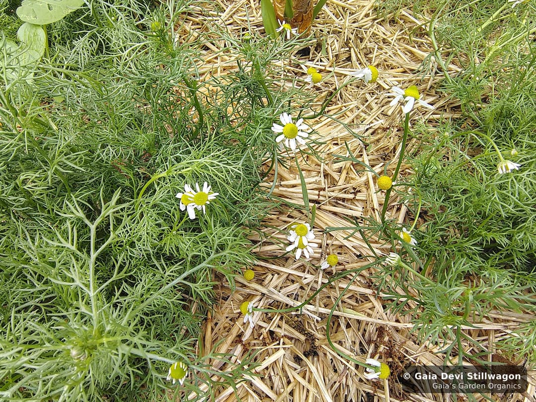 Chamomile in bloom in the medicinal herb garden at Gaia's Garden Organics in Umpire, Arkansas.