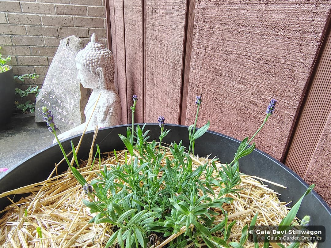 Lavender beginning to flower in a pot beside the Zen Home door at Gaia's Garden Organics, with a Buddha statue and Sanskrit stone behind it.