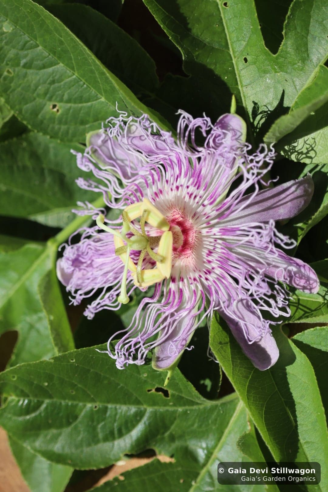 Close-up of a wild passionflower (Passiflora incarnata) showing its corona, anthers, and stigmas, growing on the property at Gaia's Garden Organics.
