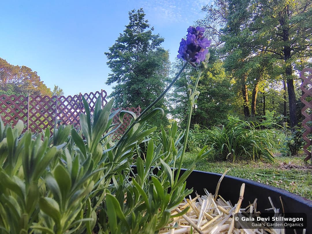 A single lavender bloom rising from the porch pot at Gaia's Garden Organics, with the lattice trellis and the tree line of the medicine garden behind.