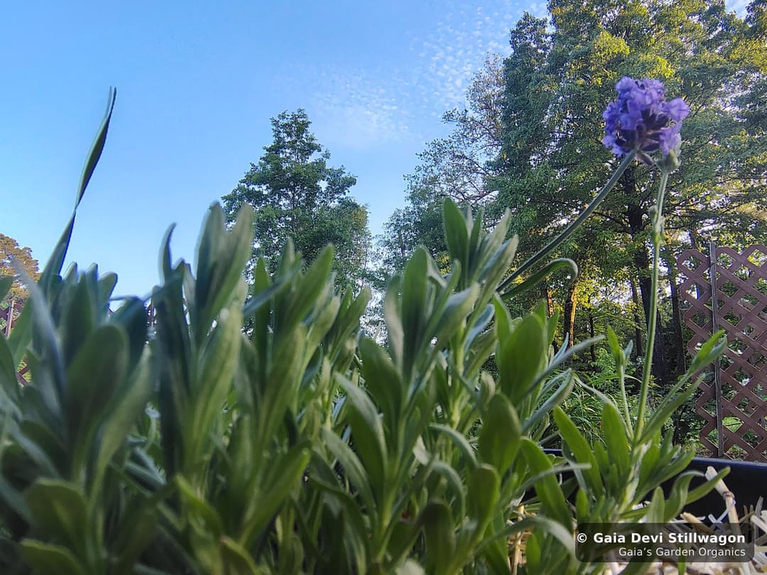 Close-up of a single purple lavender bloom with the medicinal herb garden behind it at Gaia's Garden Organics in Umpire, Arkansas.