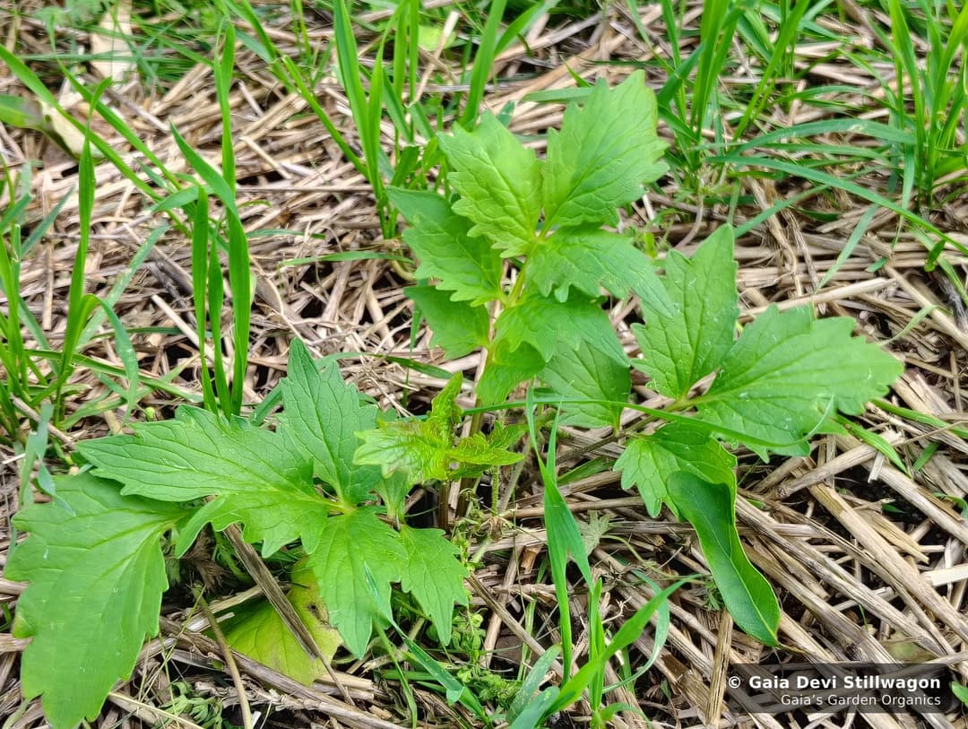 Motherwort growing in a raised bed in the medicinal herb garden at Gaia's Garden Organics in Umpire, Arkansas.