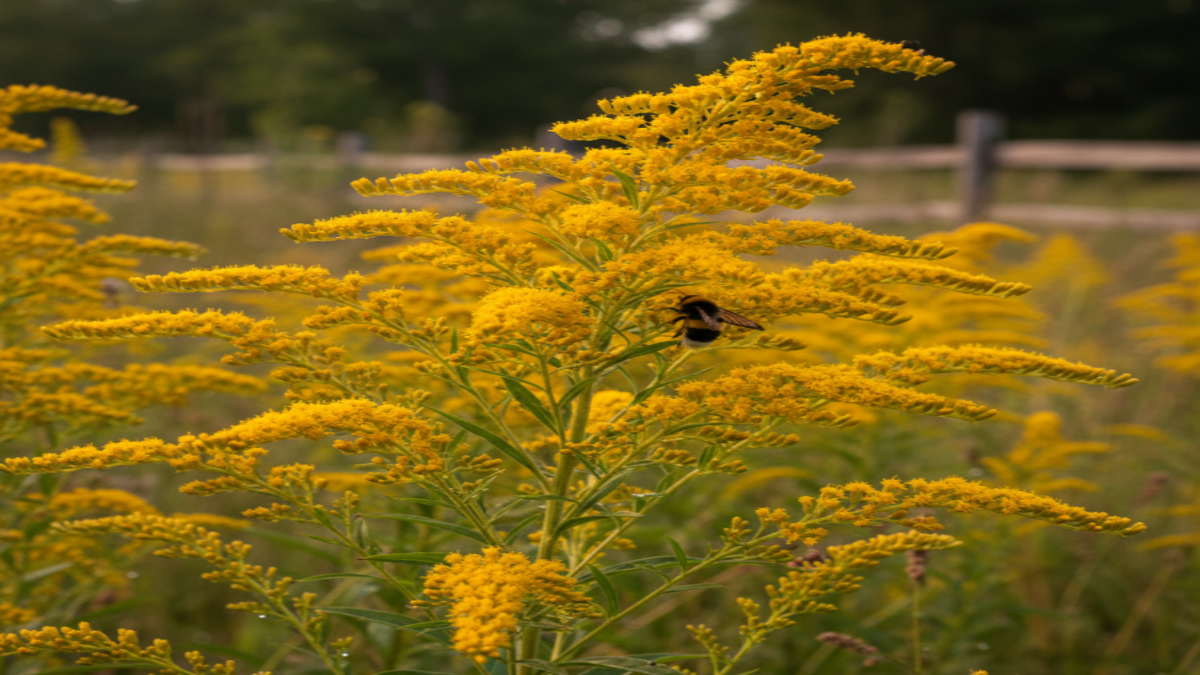 Fresh organic goldenrod flowers
