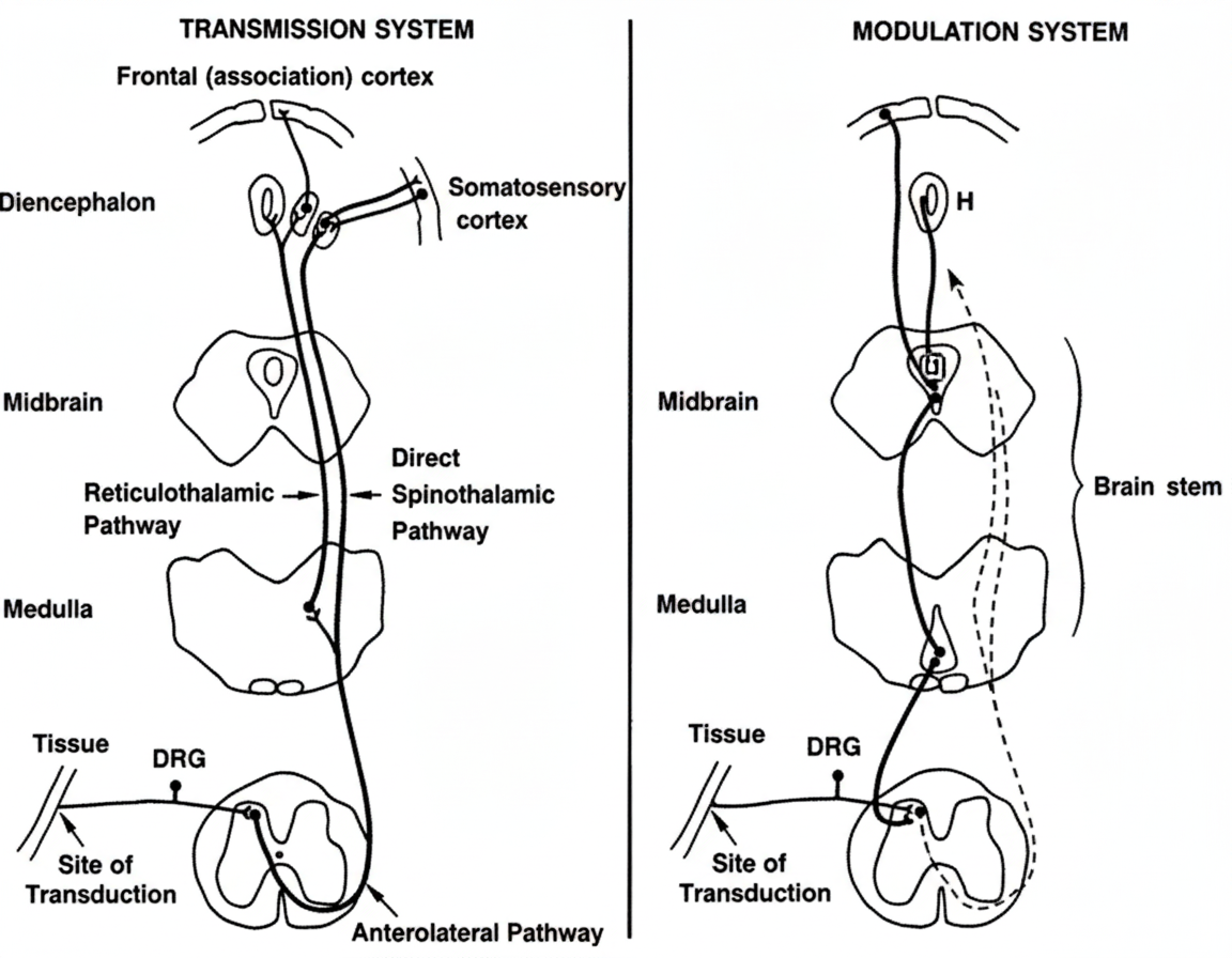 Diagram showing nervous system response to soreness after workout and natural pain management pathway