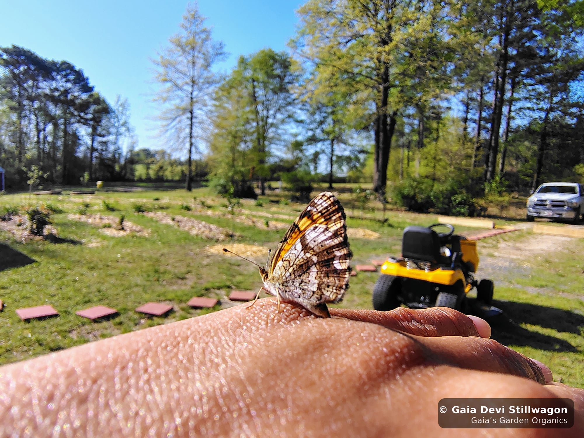 The medicinal herb garden at Gaia's Garden Organics, Umpire, Arkansas · Gaia Devi, clinical herbalist