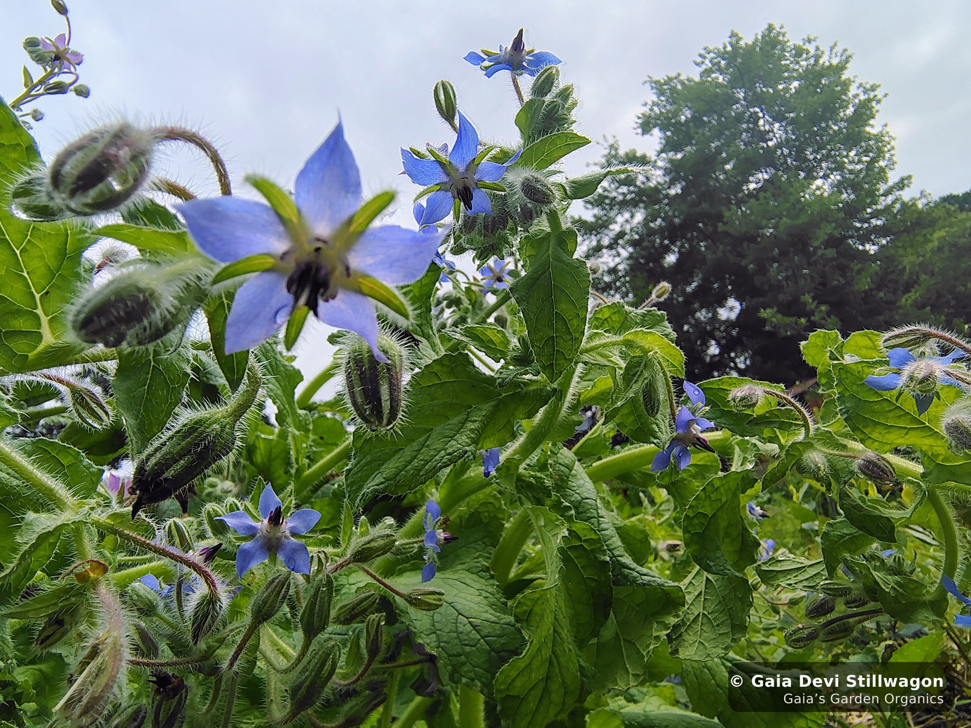 The medicinal herb garden at Gaia's Garden Organics, Umpire, Arkansas · Gaia Devi, clinical herbalist