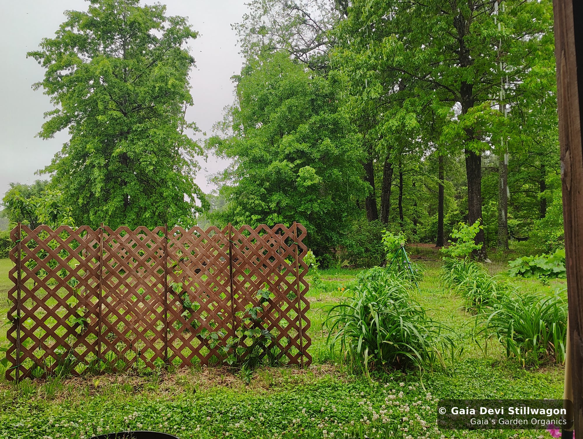 The medicinal herb garden at Gaia's Garden Organics, Umpire, Arkansas · Gaia Devi, clinical herbalist