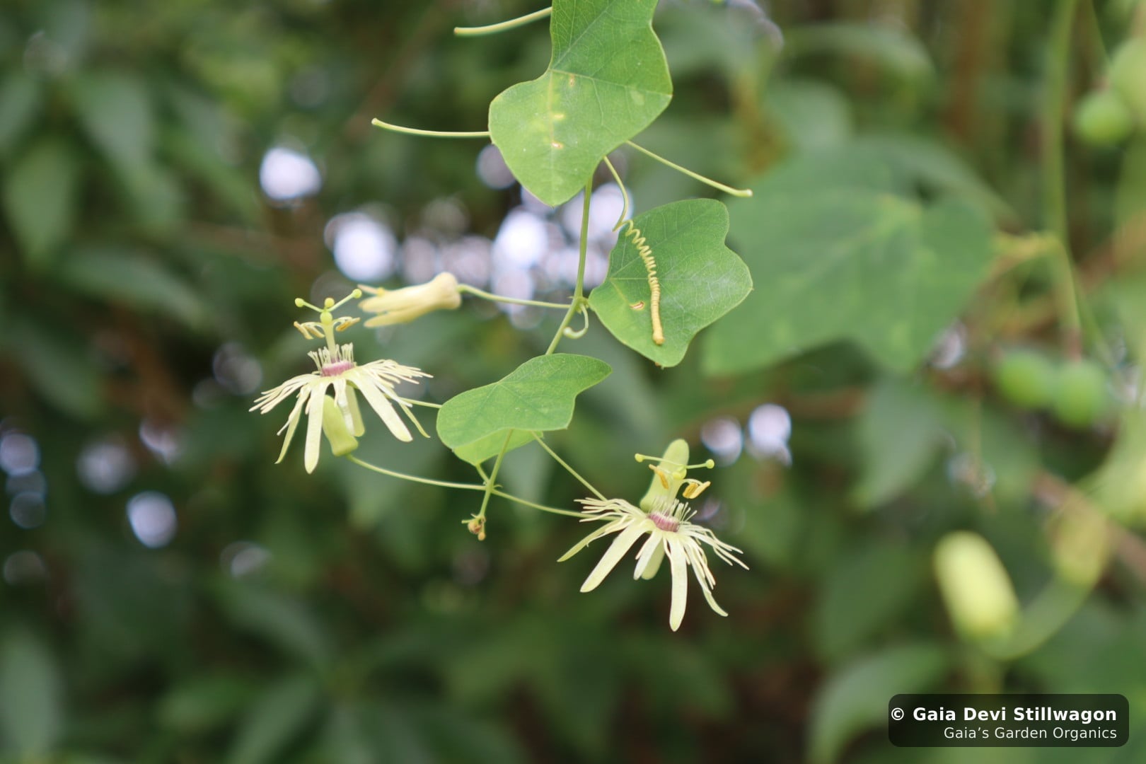 The medicinal herb garden at Gaia's Garden Organics, Umpire, Arkansas · Gaia Devi, clinical herbalist