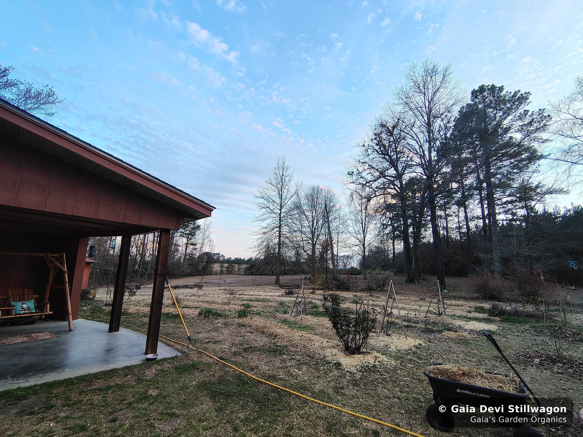 The medicinal herb garden at Gaia's Garden Organics, Umpire, Arkansas · Gaia Devi, clinical herbalist