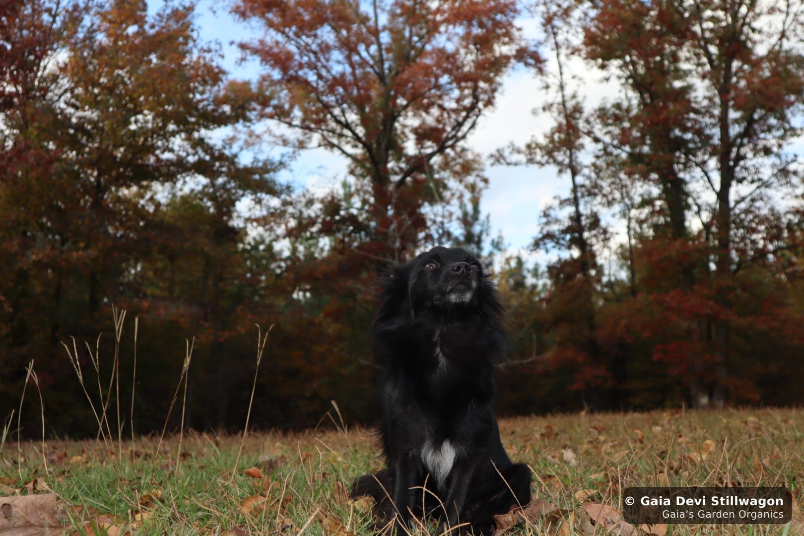 Onyx, our applehead Chihuahua, looks up at the autumn sky at Gaia's Garden, the kind of contemplative posture senior dogs settle into in their later years