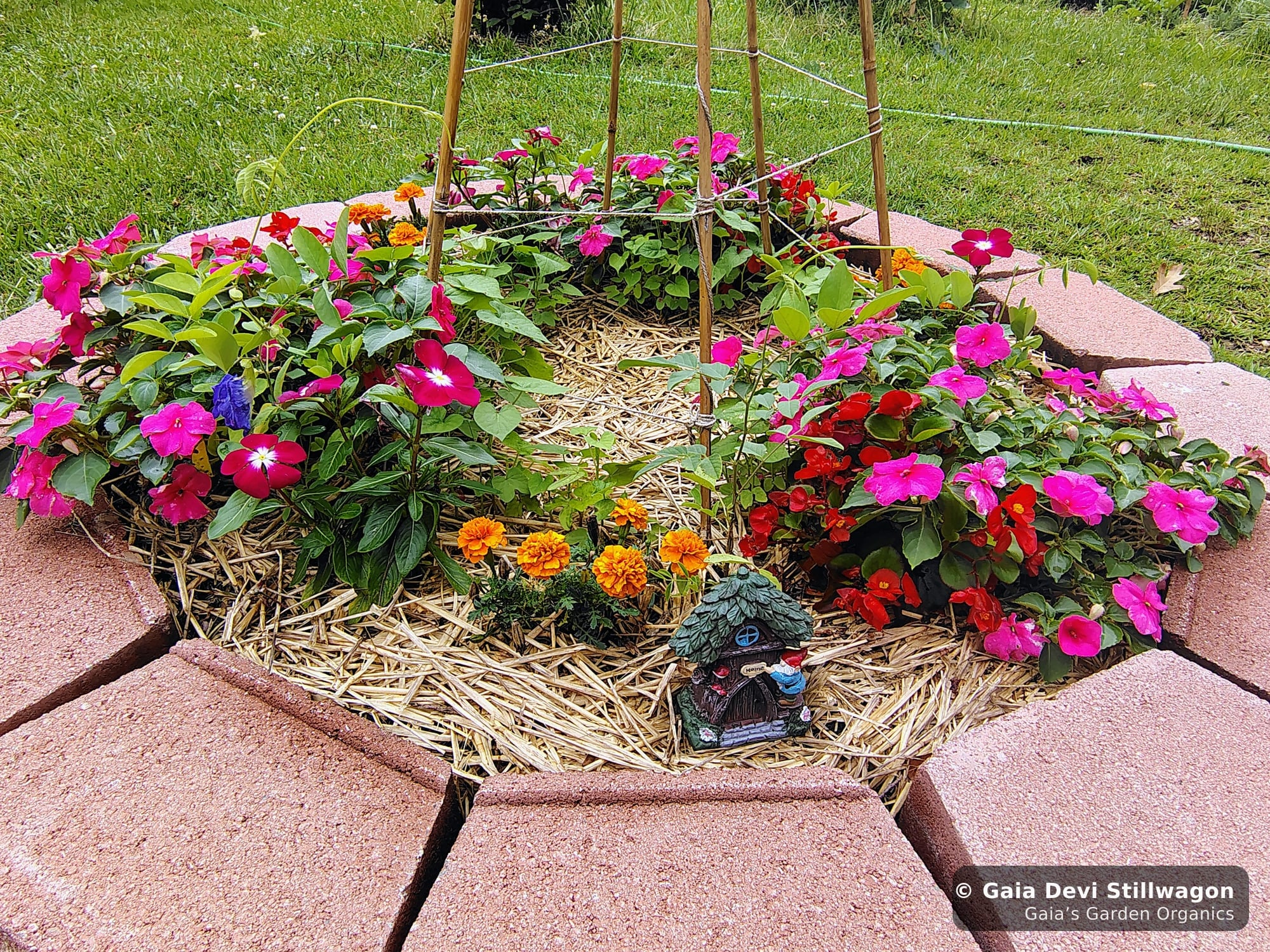 The medicinal herb garden at Gaia's Garden Organics, Umpire, Arkansas · Gaia Devi, clinical herbalist