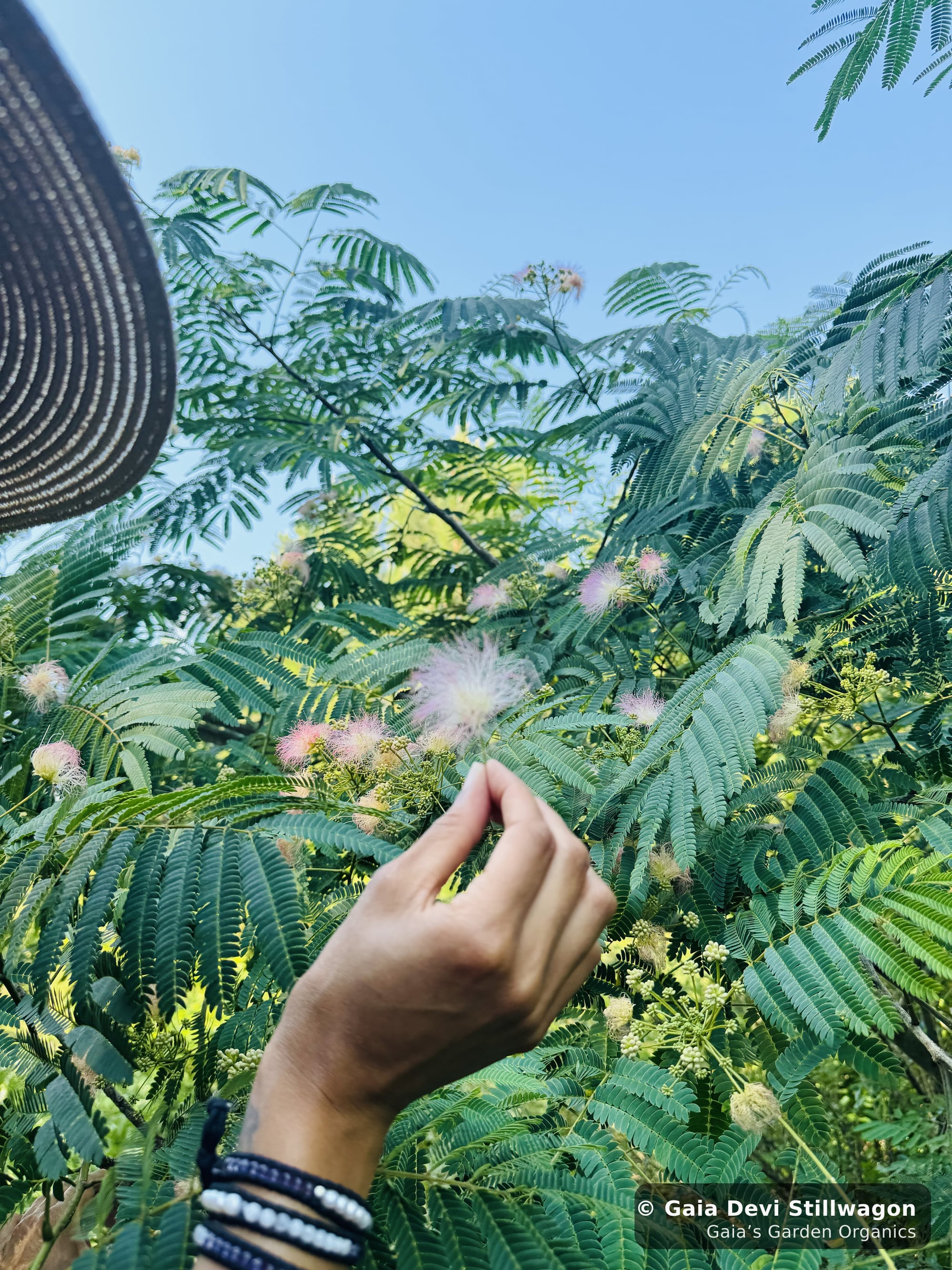 The medicinal herb garden at Gaia's Garden Organics, Umpire, Arkansas · Gaia Devi, clinical herbalist