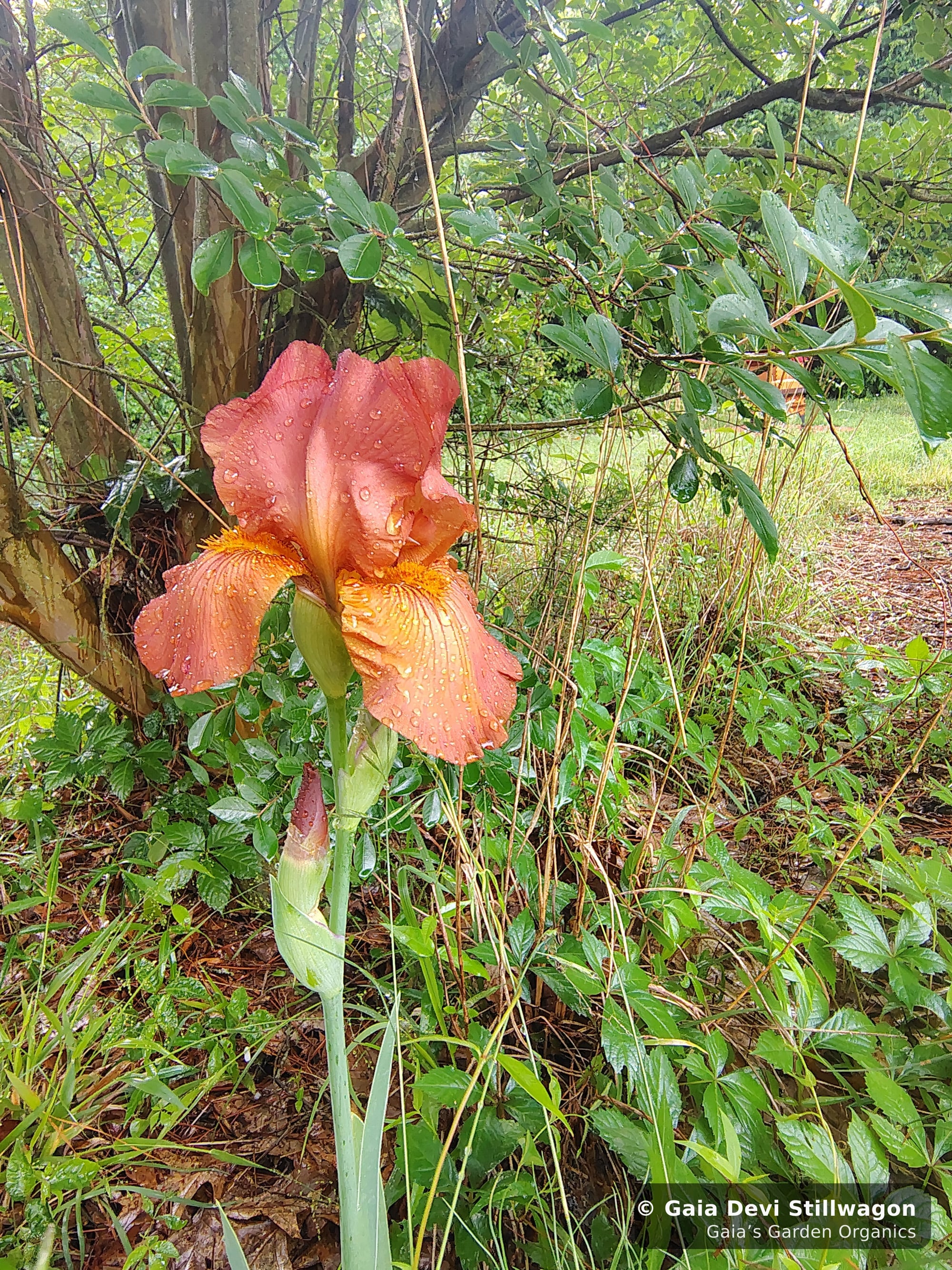 The medicinal herb garden at Gaia's Garden Organics, Umpire, Arkansas · Gaia Devi, clinical herbalist