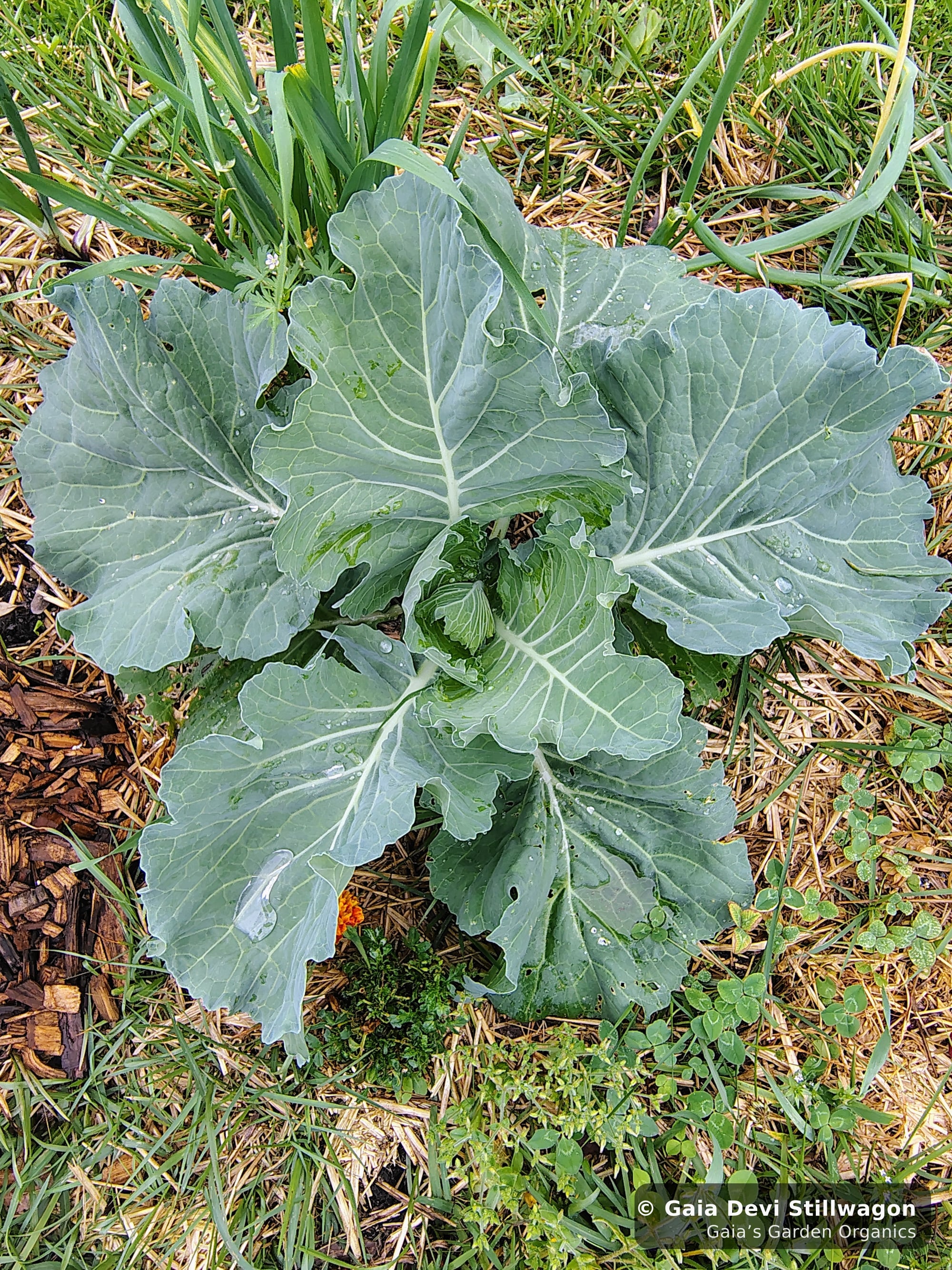 The medicinal herb garden at Gaia's Garden Organics, Umpire, Arkansas · Gaia Devi, clinical herbalist