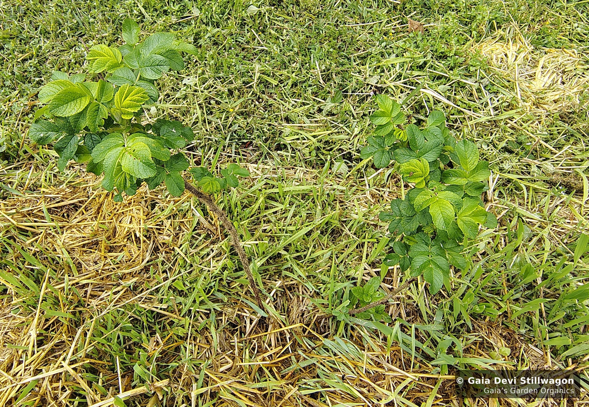 The medicinal herb garden at Gaia's Garden Organics — Umpire, Arkansas · Gaia Devi, clinical herbalist