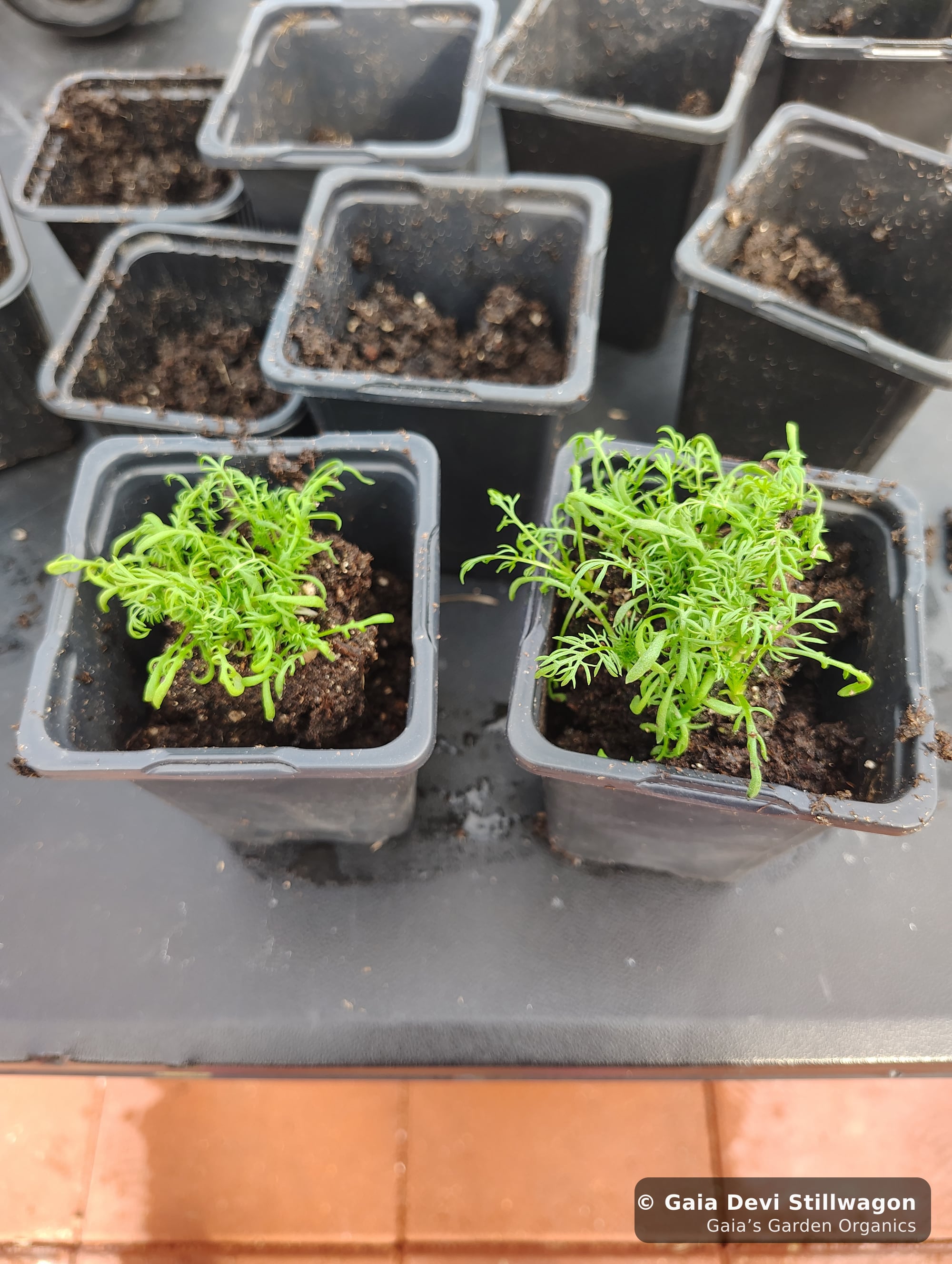 The medicinal herb garden at Gaia's Garden Organics, Umpire, Arkansas · Gaia Devi, clinical herbalist