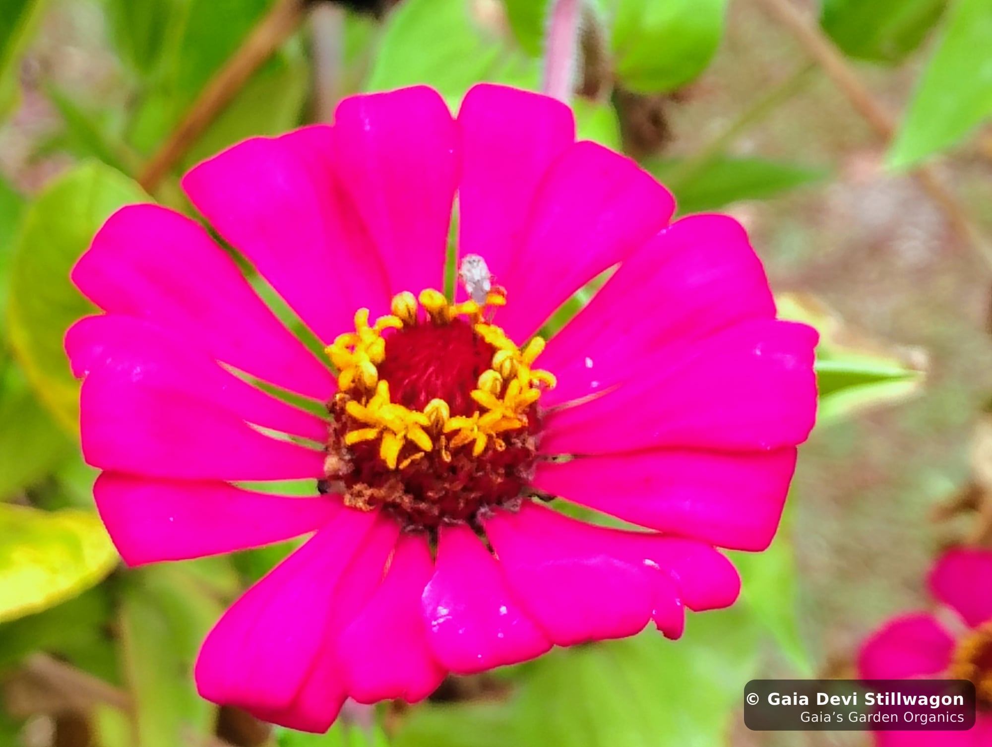 The medicinal herb garden at Gaia's Garden Organics, Umpire, Arkansas · Gaia Devi, clinical herbalist