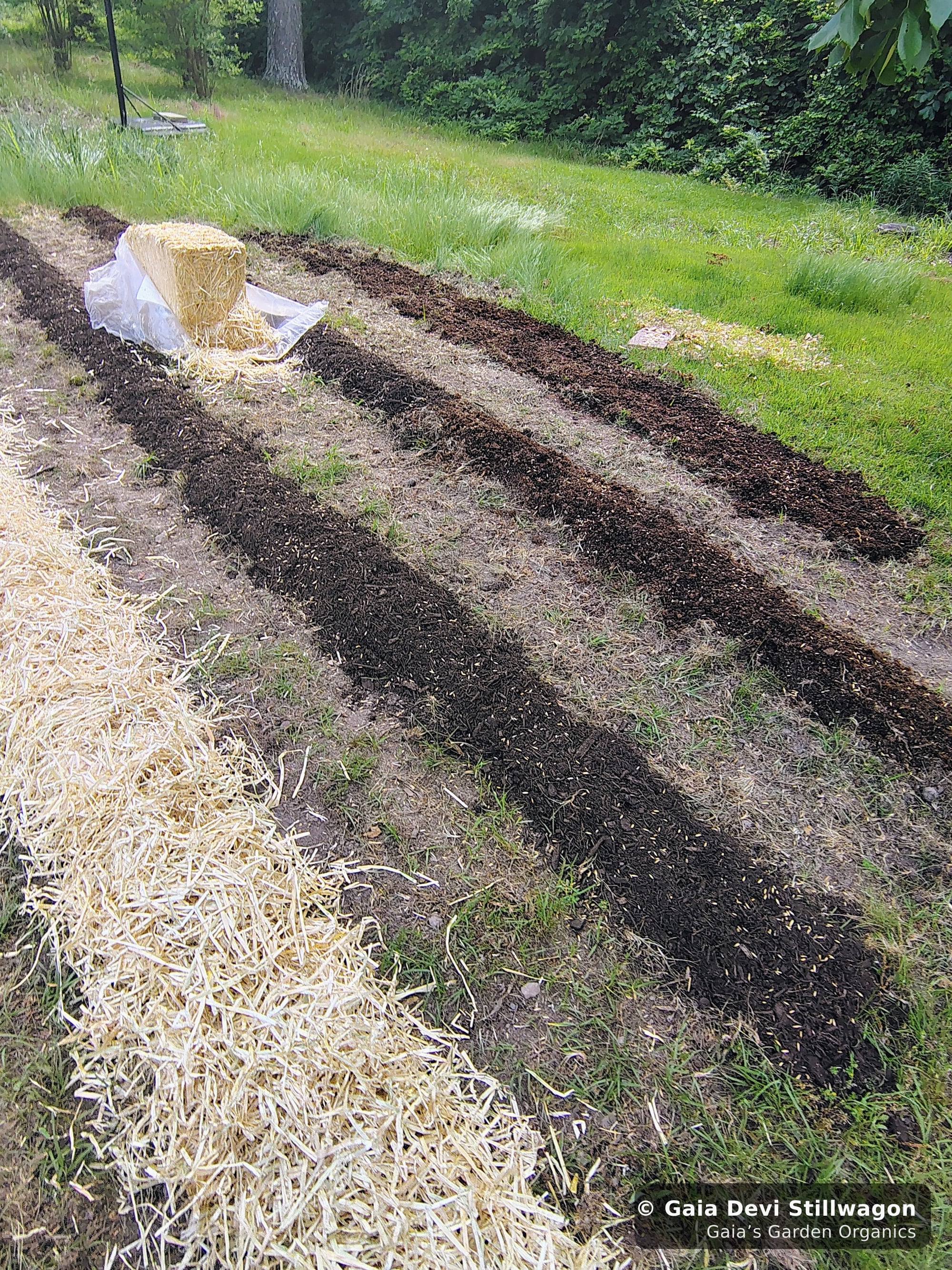 The medicinal herb garden at Gaia's Garden Organics, Umpire, Arkansas · Gaia Devi, clinical herbalist