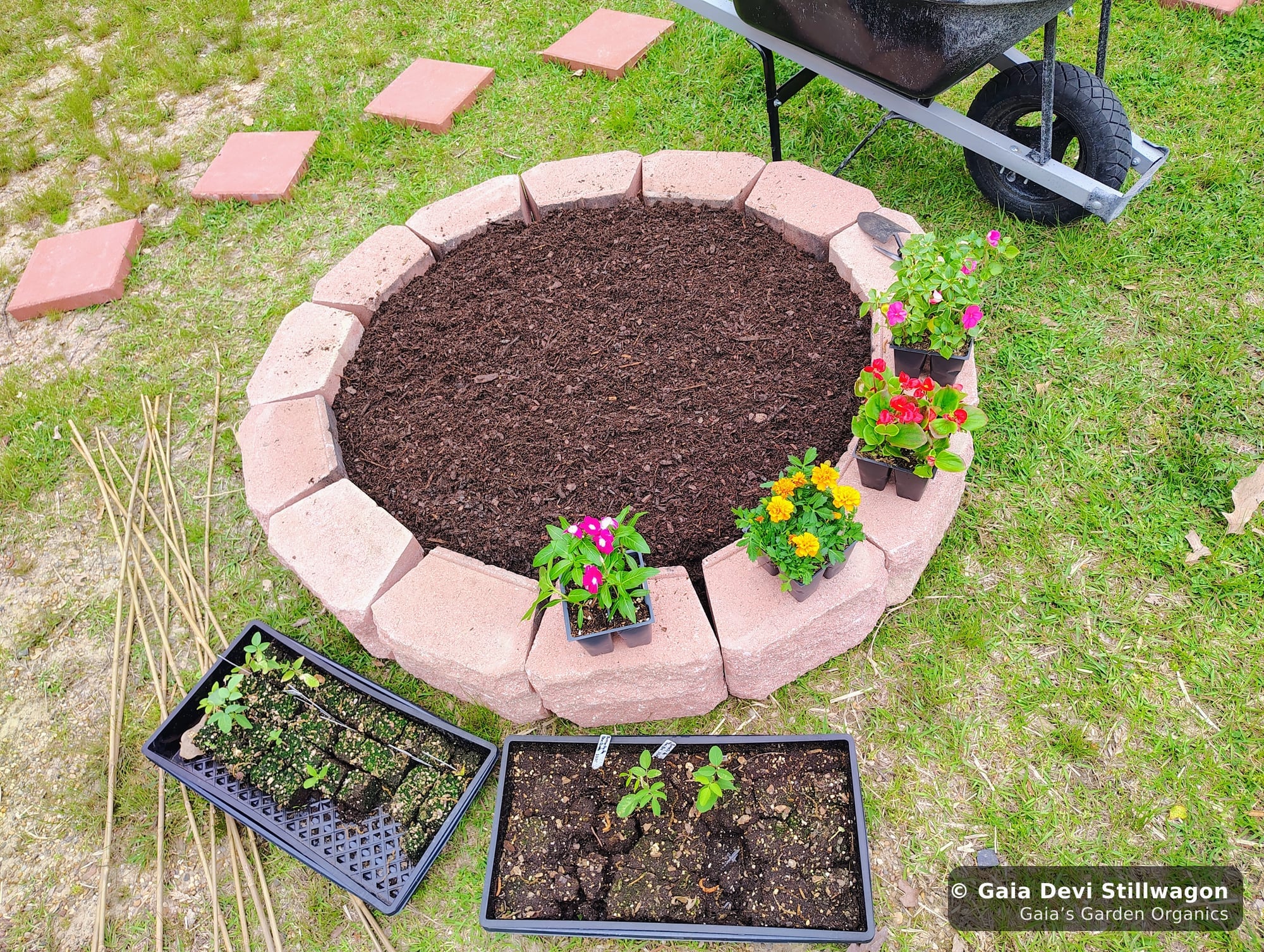 The medicinal herb garden at Gaia's Garden Organics, Umpire, Arkansas · Gaia Devi, clinical herbalist