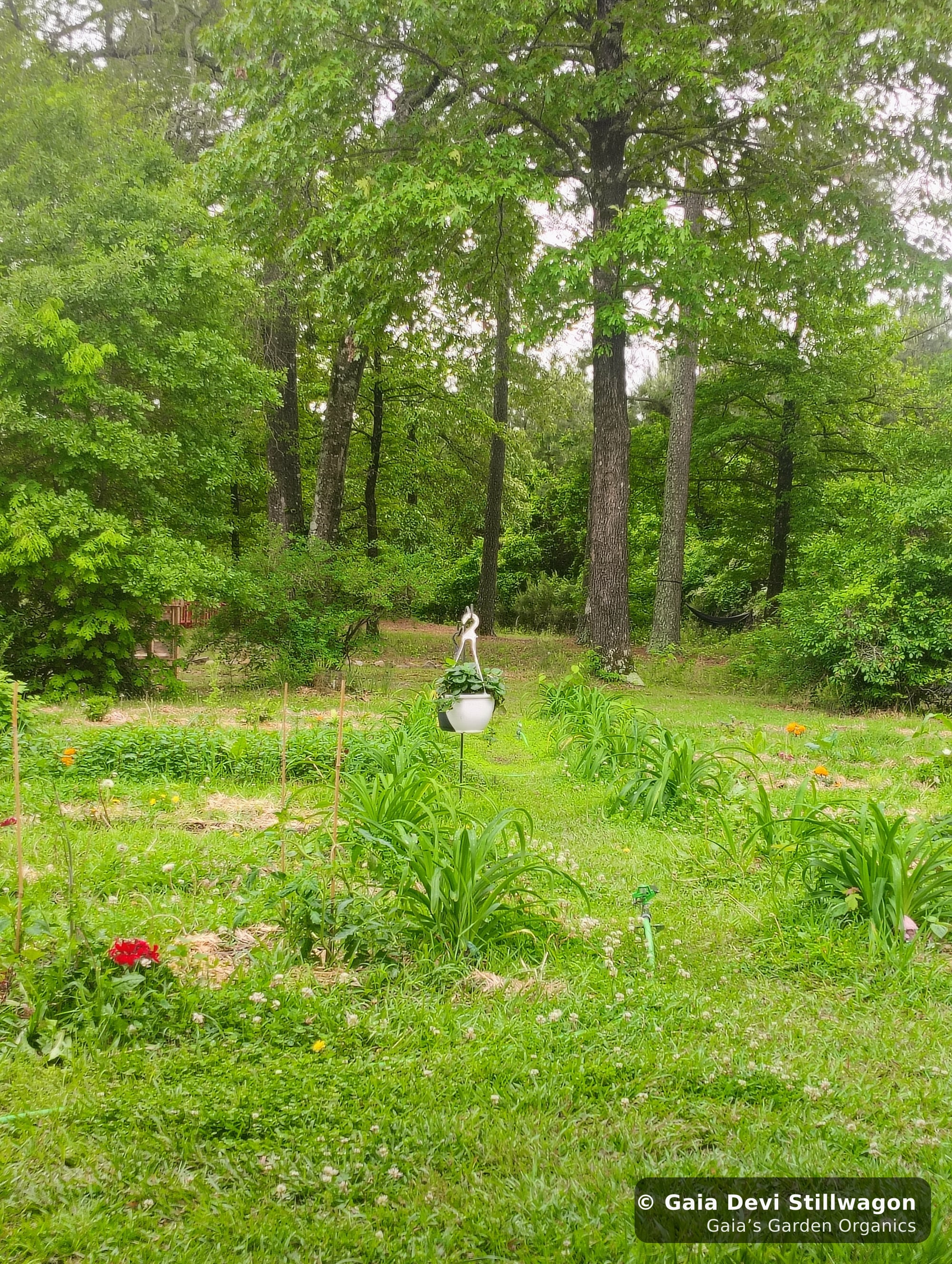 The medicinal herb garden at Gaia's Garden Organics, Umpire, Arkansas · Gaia Devi, clinical herbalist