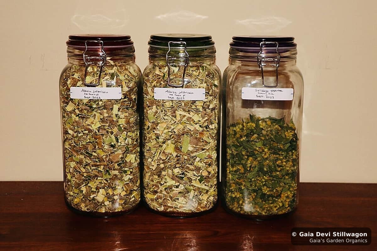 Three glass apothecary jars at Gaia's Garden, two with shredded mimosa bark (Albizia julibrissin) and one with dried goldenrod (Solidago gigantea), September 2023 harvest in Umpire, Arkansas