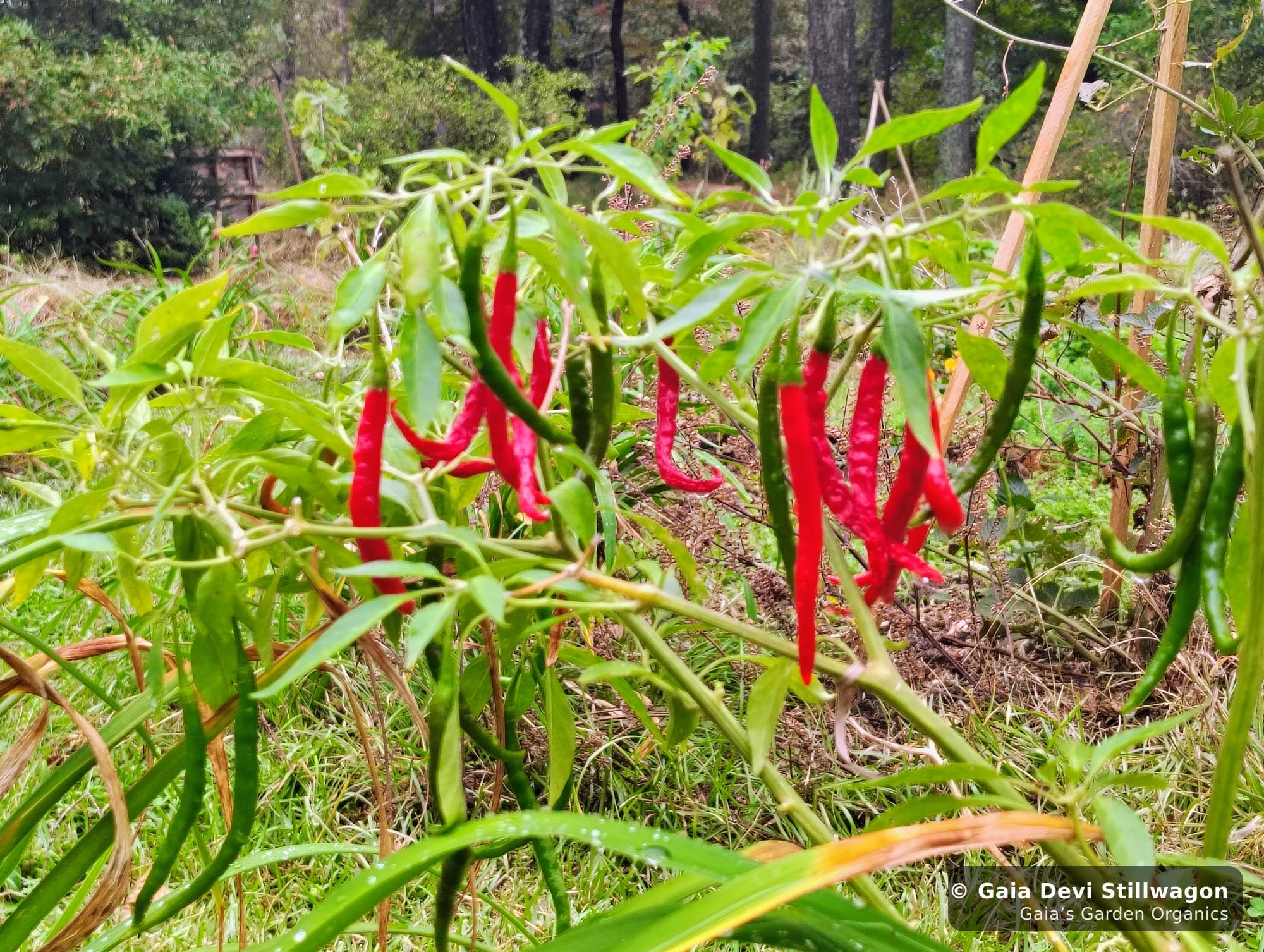 The medicinal herb garden at Gaia's Garden Organics, Umpire, Arkansas · Gaia Devi, clinical herbalist