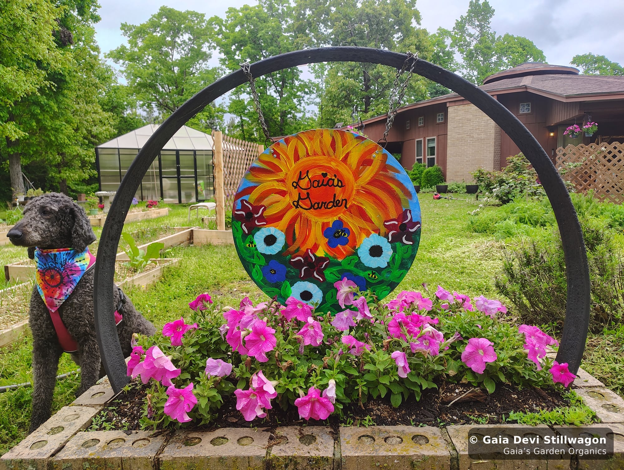 Samadhi, our 70-pound standard poodle, sits beside the hand-painted Gaia's Garden sign in Umpire, Arkansas, the larger end of the dog-size spectrum on the same standard flower-essence dose as Onyx