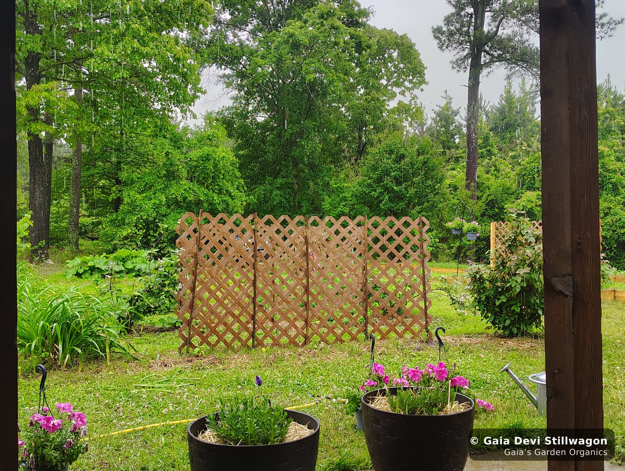 The medicinal herb garden at Gaia's Garden Organics, Umpire, Arkansas · Gaia Devi, clinical herbalist