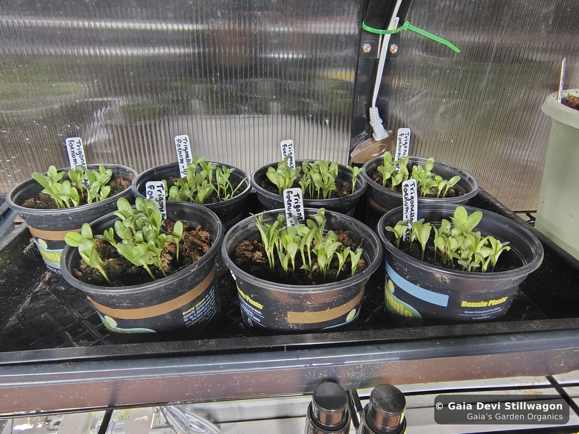 The medicinal herb garden at Gaia's Garden Organics, Umpire, Arkansas · Gaia Devi, clinical herbalist