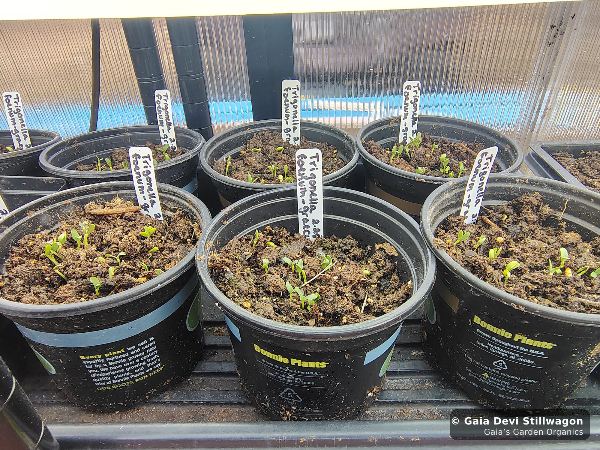The medicinal herb garden at Gaia's Garden Organics, Umpire, Arkansas · Gaia Devi, clinical herbalist
