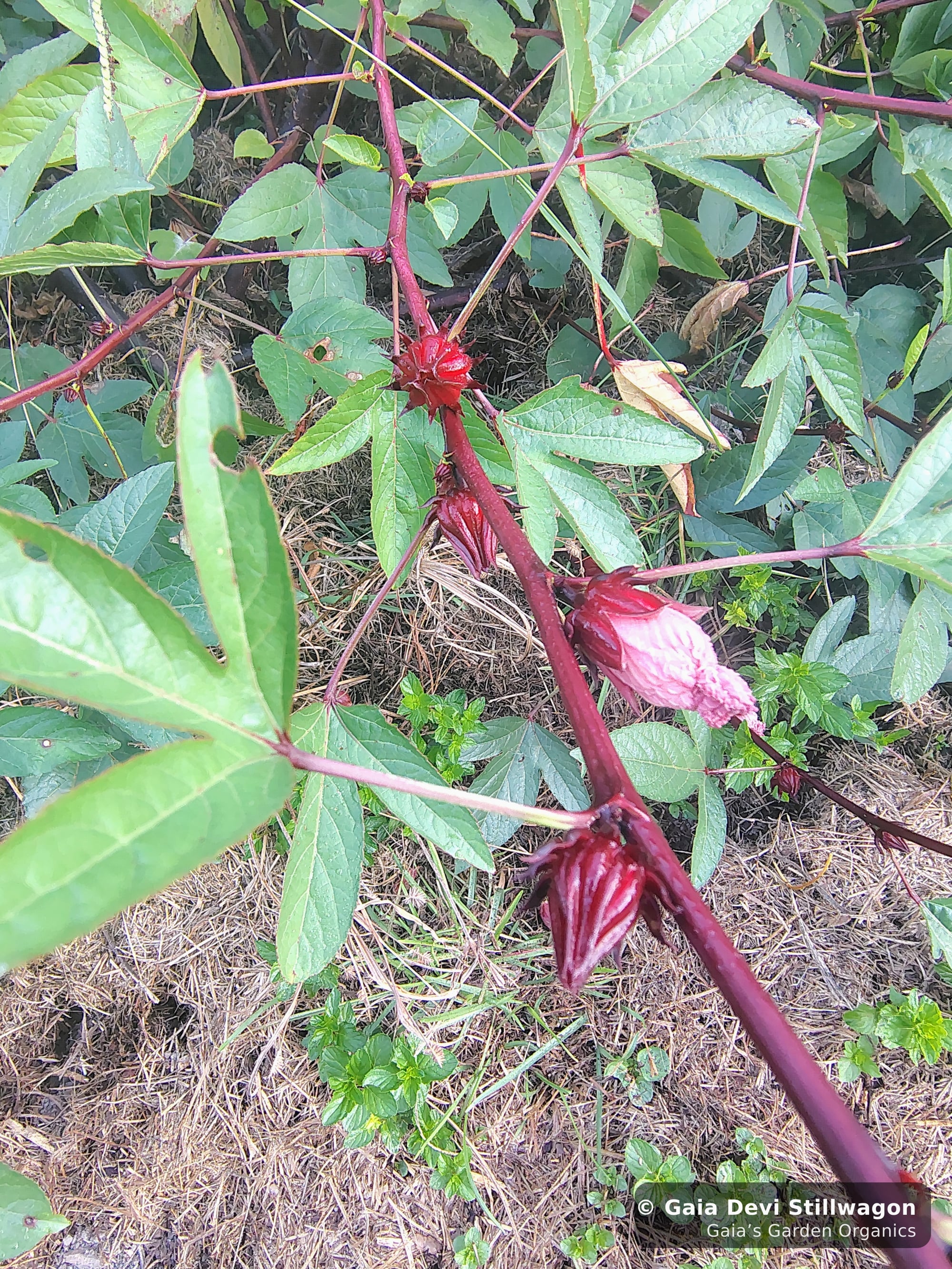 The medicinal herb garden at Gaia's Garden Organics, Umpire, Arkansas · Gaia Devi, clinical herbalist