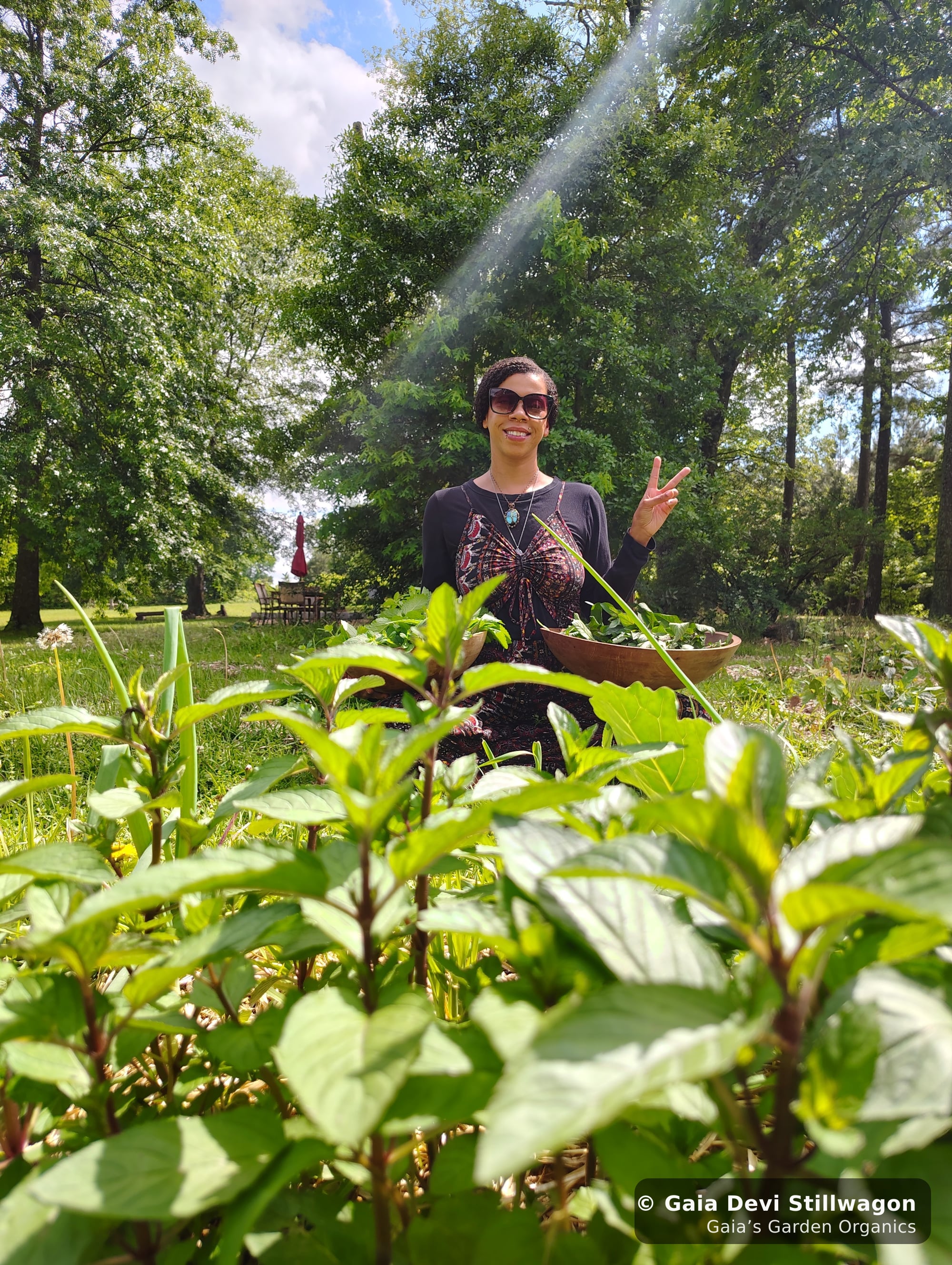 The medicinal herb garden at Gaia's Garden Organics, Umpire, Arkansas · Gaia Devi, clinical herbalist