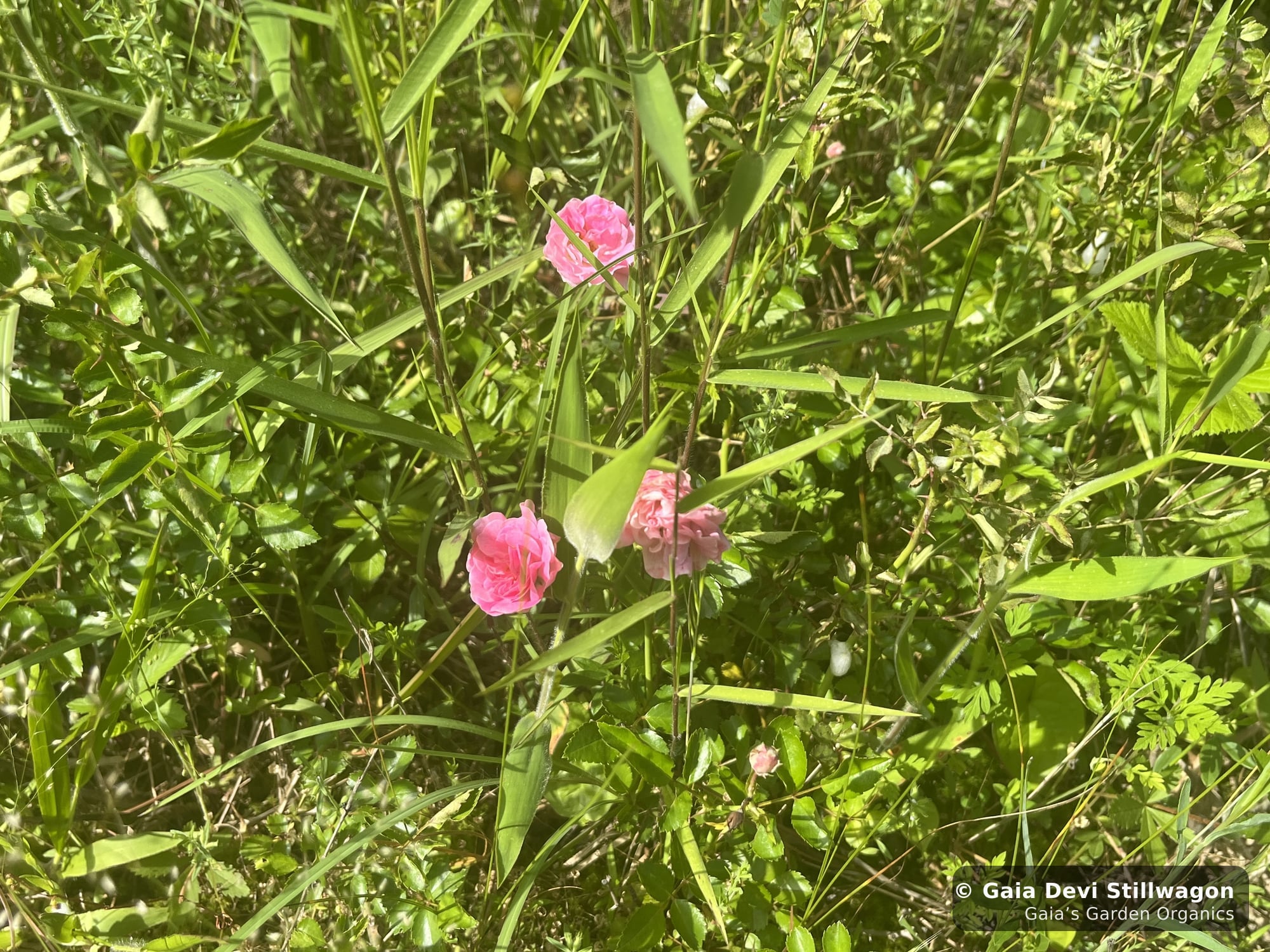 Wild roses in soft-pink bloom growing in long grass and woodland edge at Gaia's Garden in Umpire, Arkansas