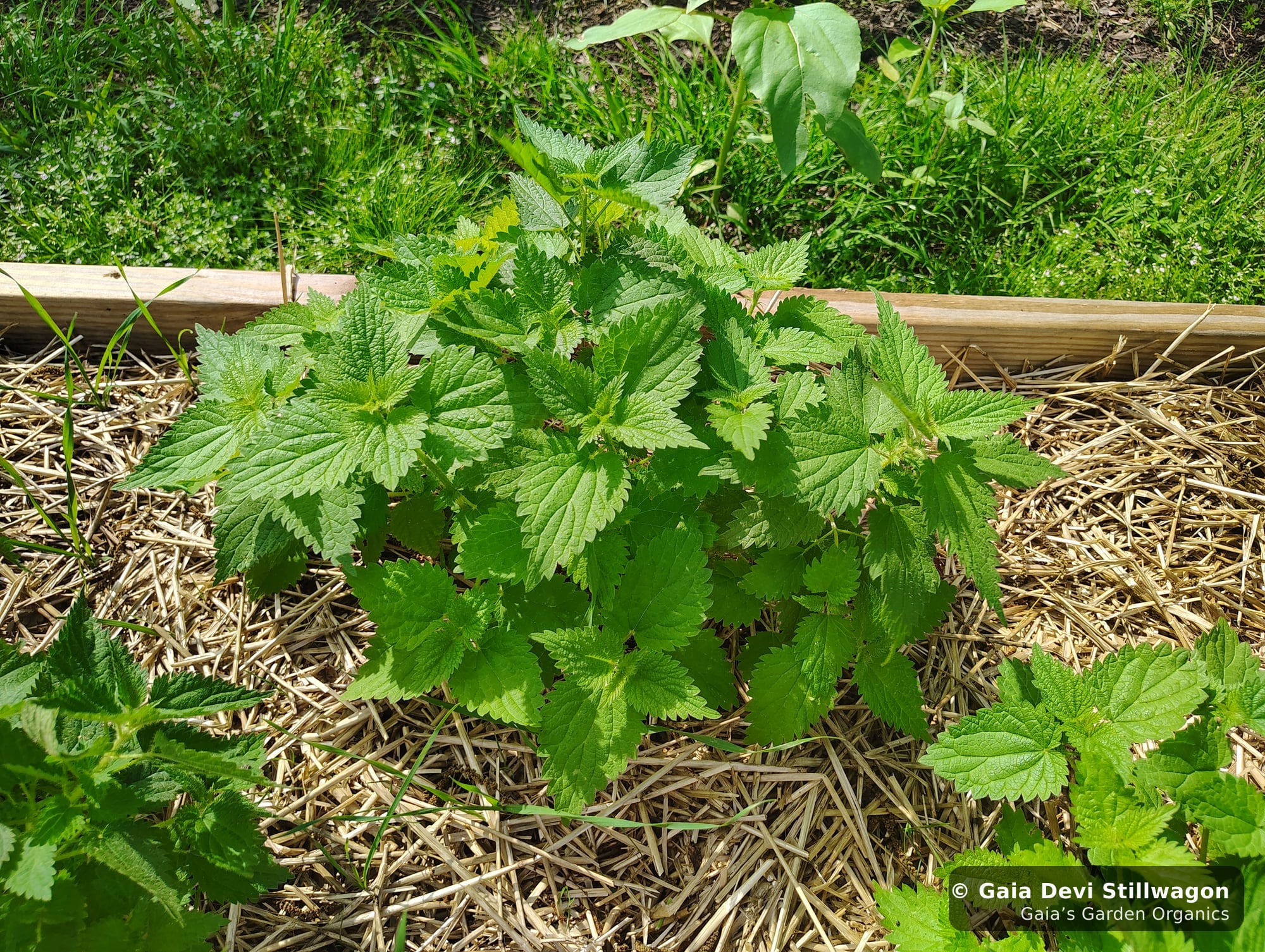 The medicinal herb garden at Gaia's Garden Organics, Umpire, Arkansas · Gaia Devi, clinical herbalist