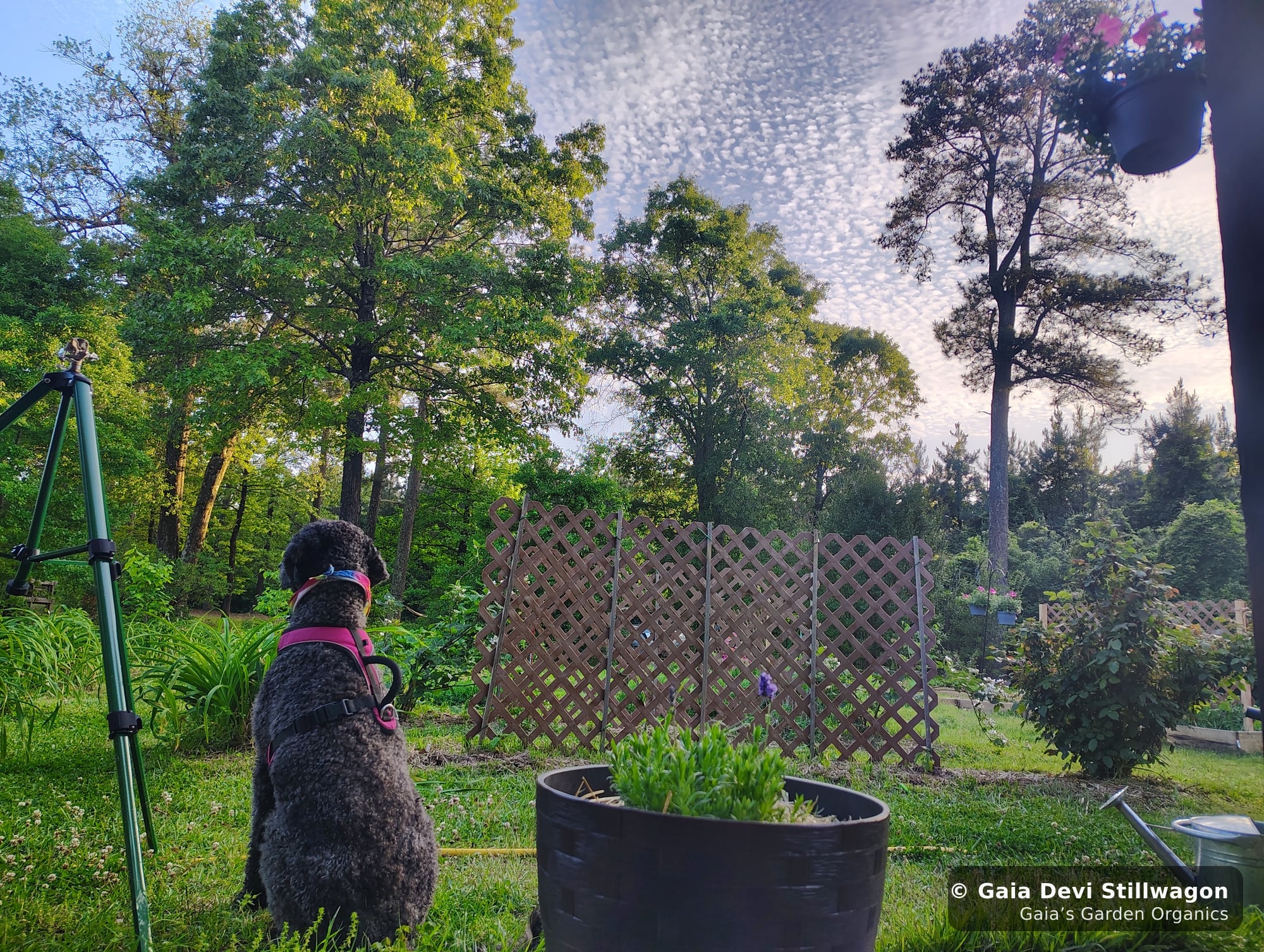 Samadhi watches morning light reach the medicine garden from the porch at Gaia's Garden, the daily home environment where flower essences support large-dog wellbeing