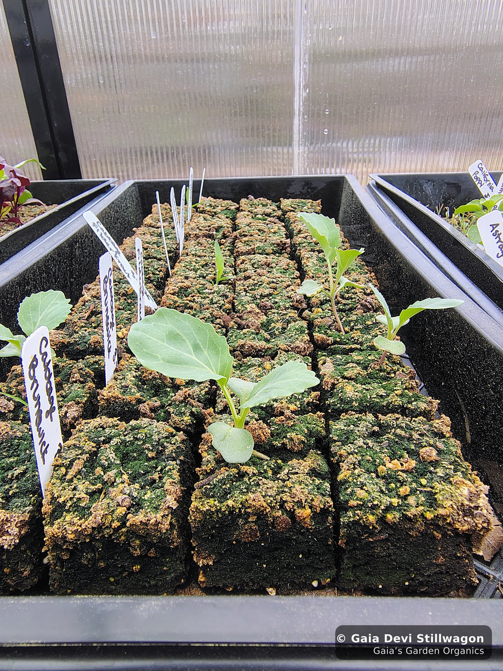 The medicinal herb garden at Gaia's Garden Organics, Umpire, Arkansas · Gaia Devi, clinical herbalist