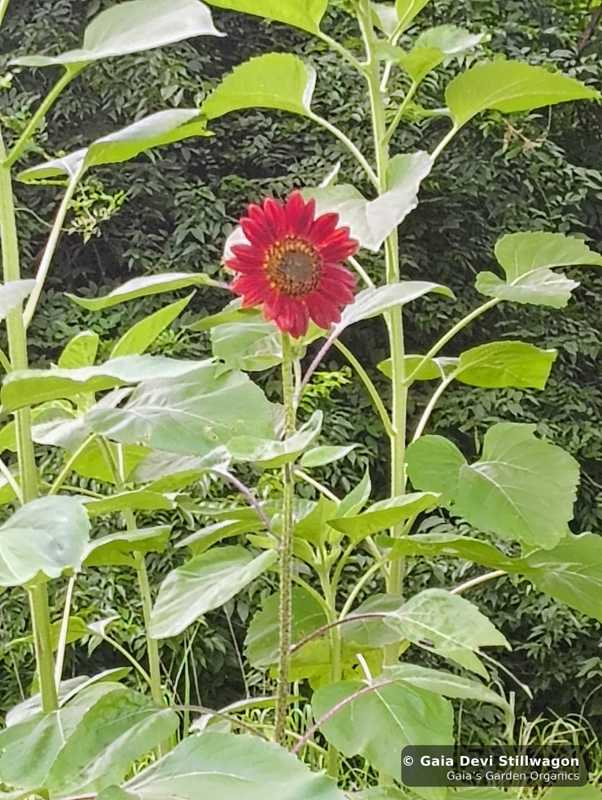 The medicinal herb garden at Gaia's Garden Organics, Umpire, Arkansas · Gaia Devi, clinical herbalist