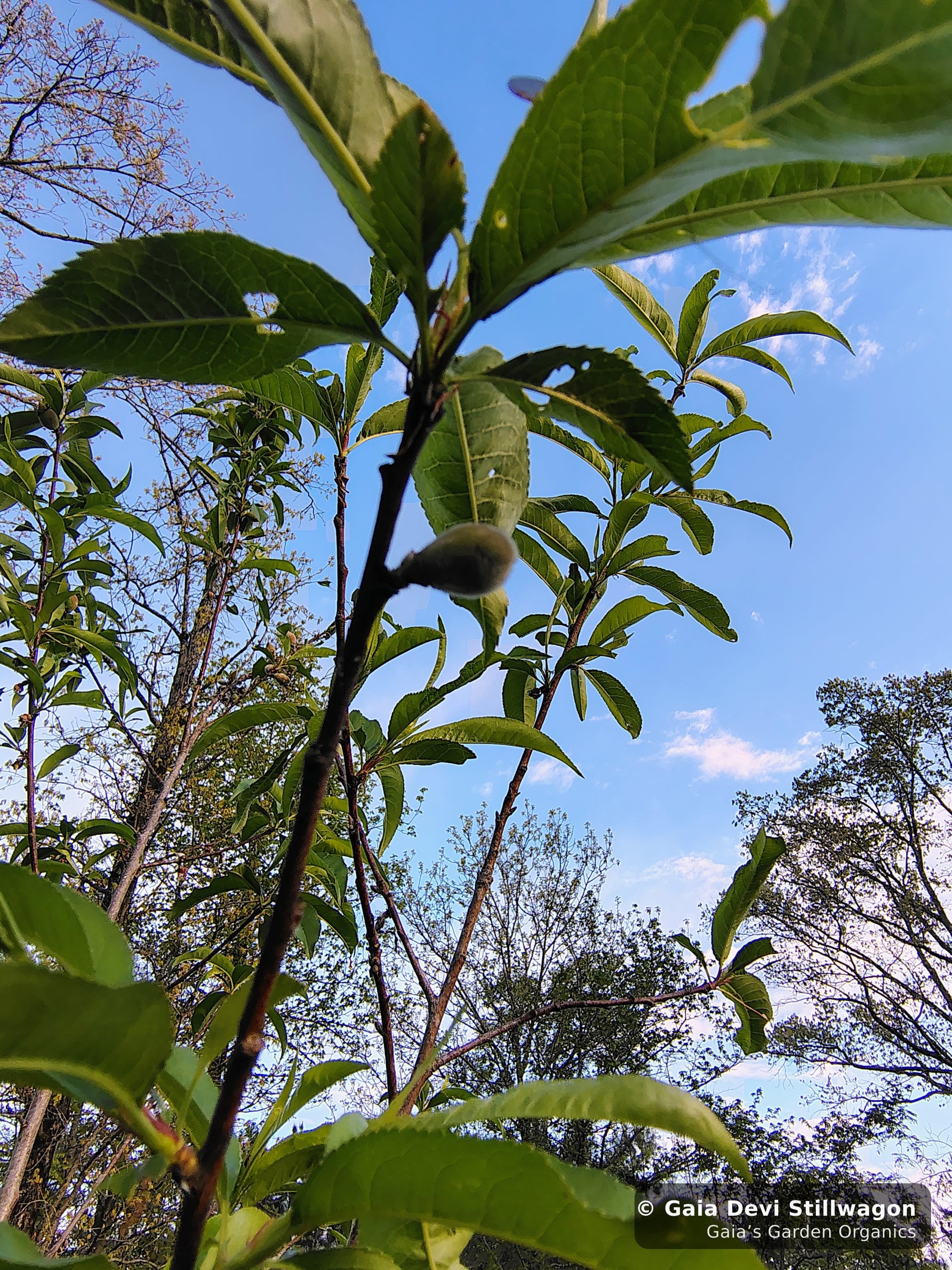 The medicinal herb garden at Gaia's Garden Organics, Umpire, Arkansas · Gaia Devi, clinical herbalist