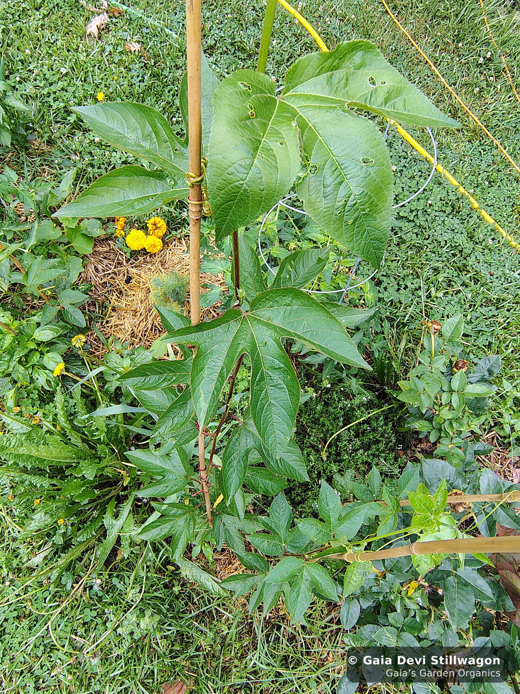 The medicinal herb garden at Gaia's Garden Organics, Umpire, Arkansas · Gaia Devi, clinical herbalist