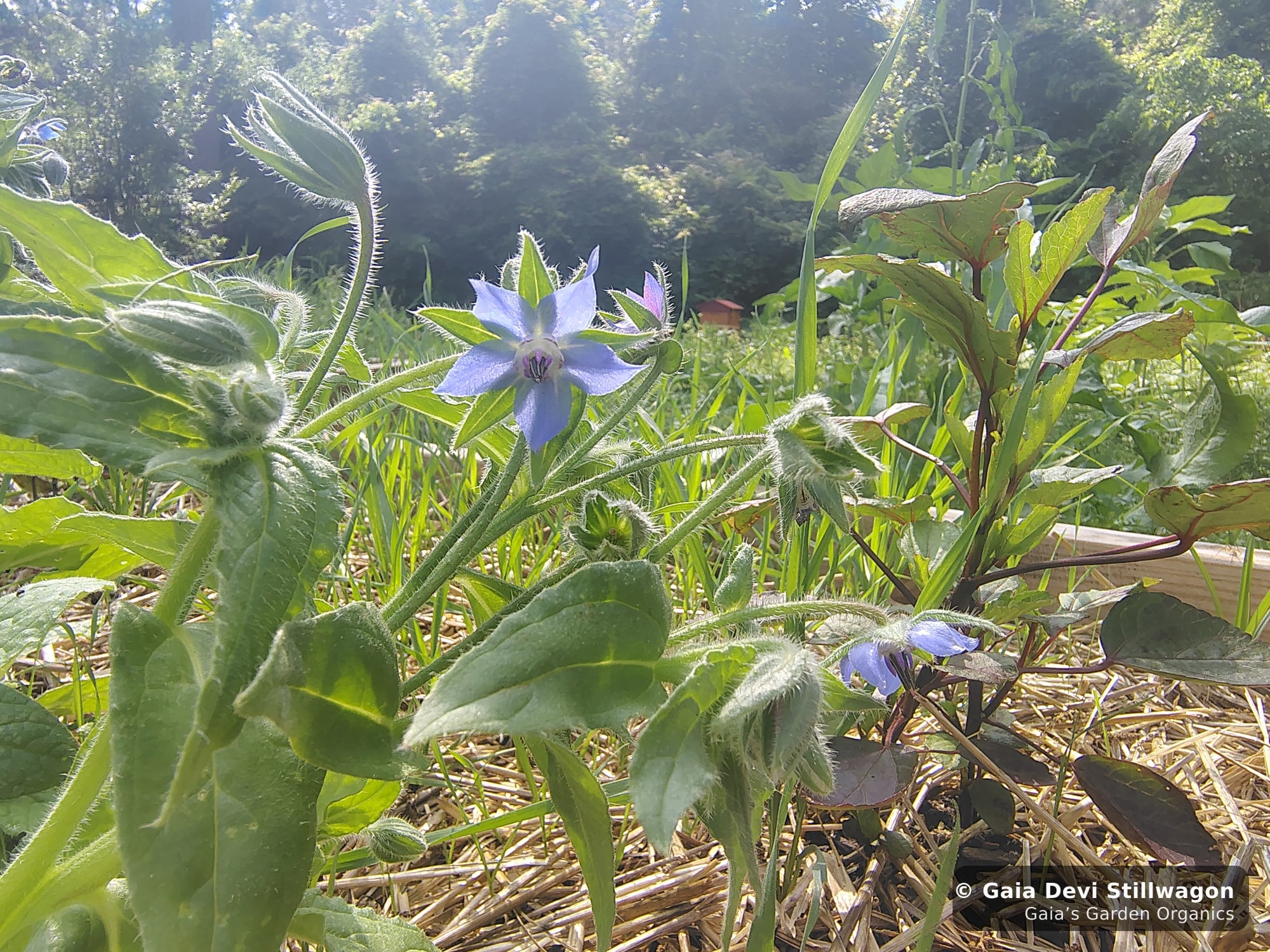 The medicinal herb garden at Gaia's Garden Organics, Umpire, Arkansas · Gaia Devi, clinical herbalist