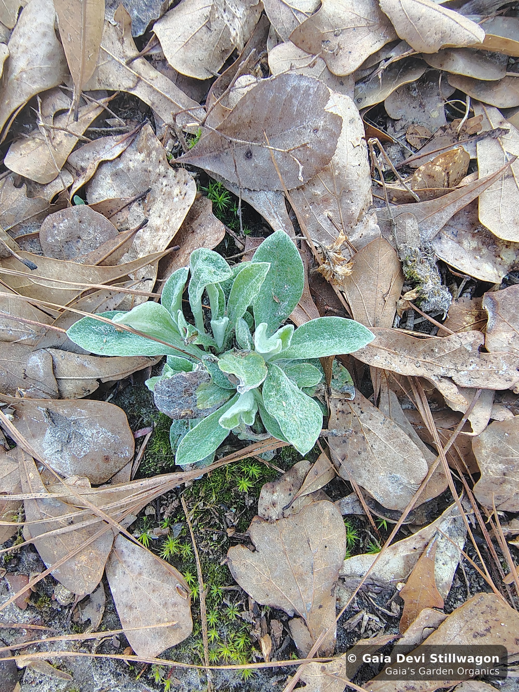 The medicinal herb garden at Gaia's Garden Organics, Umpire, Arkansas · Gaia Devi, clinical herbalist