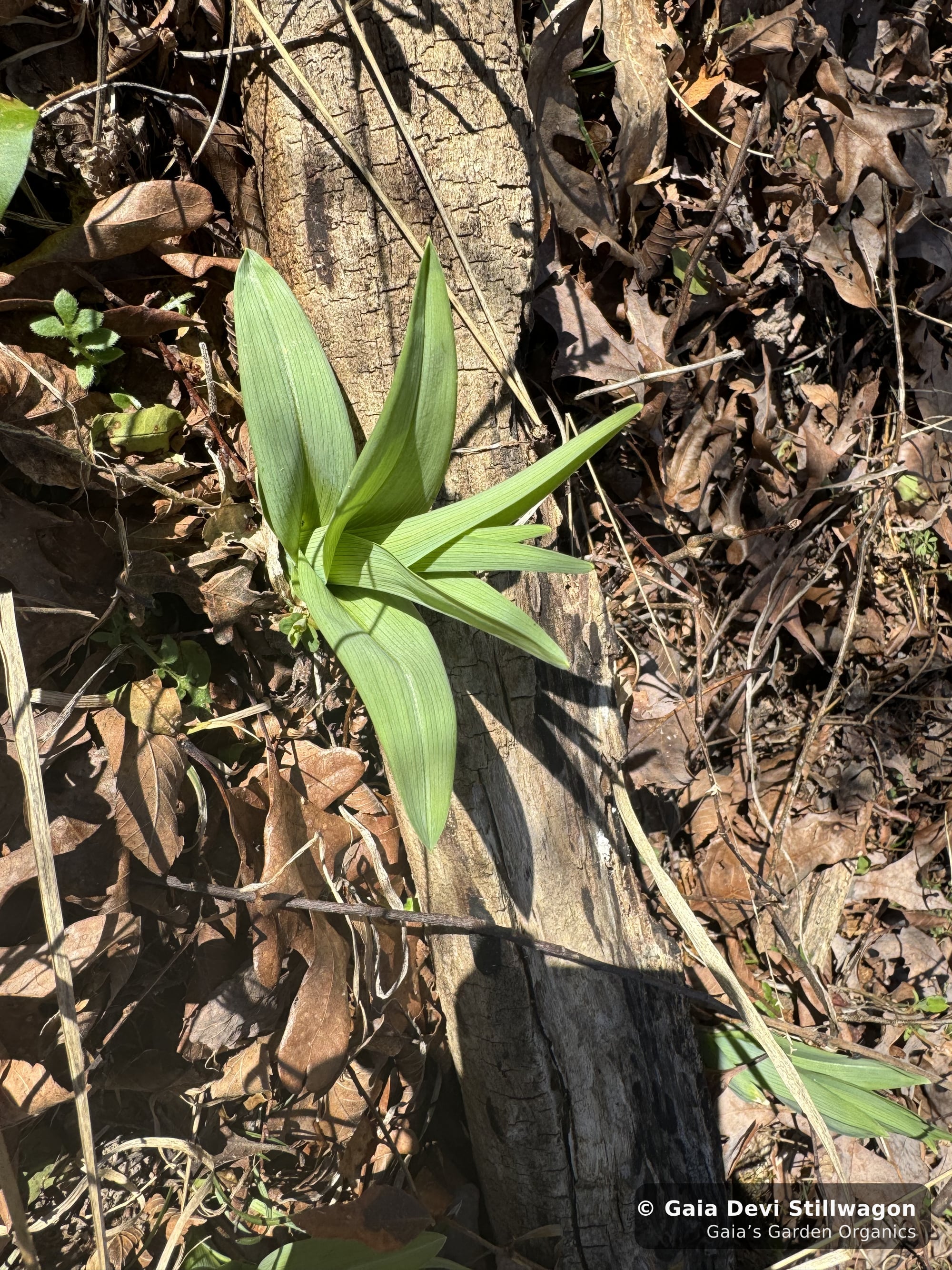 The medicinal herb garden at Gaia's Garden Organics, Umpire, Arkansas · Gaia Devi, clinical herbalist