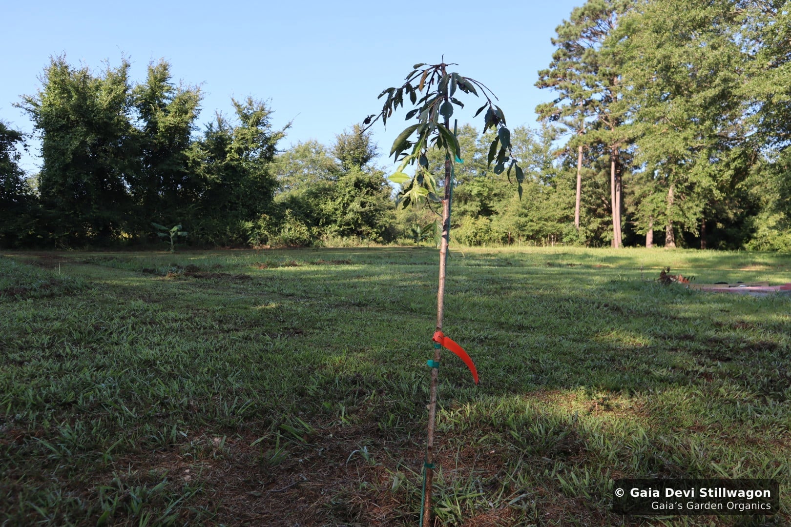 The medicinal herb garden at Gaia's Garden Organics, Umpire, Arkansas · Gaia Devi, clinical herbalist