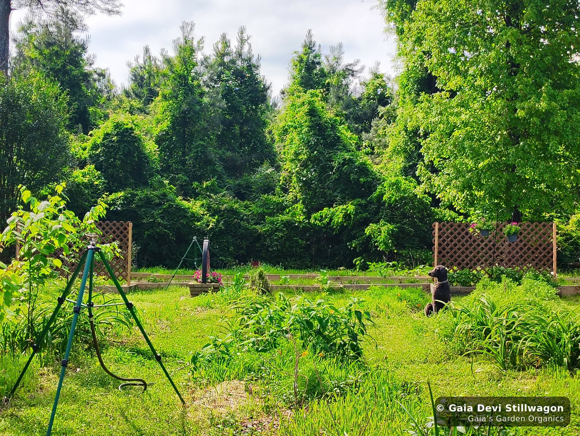 The medicine garden at Gaia's Garden Organics in Umpire, Arkansas, where our Bach-method flower essences are hand-prepared, the traditional alternative to commercial dog calming drops