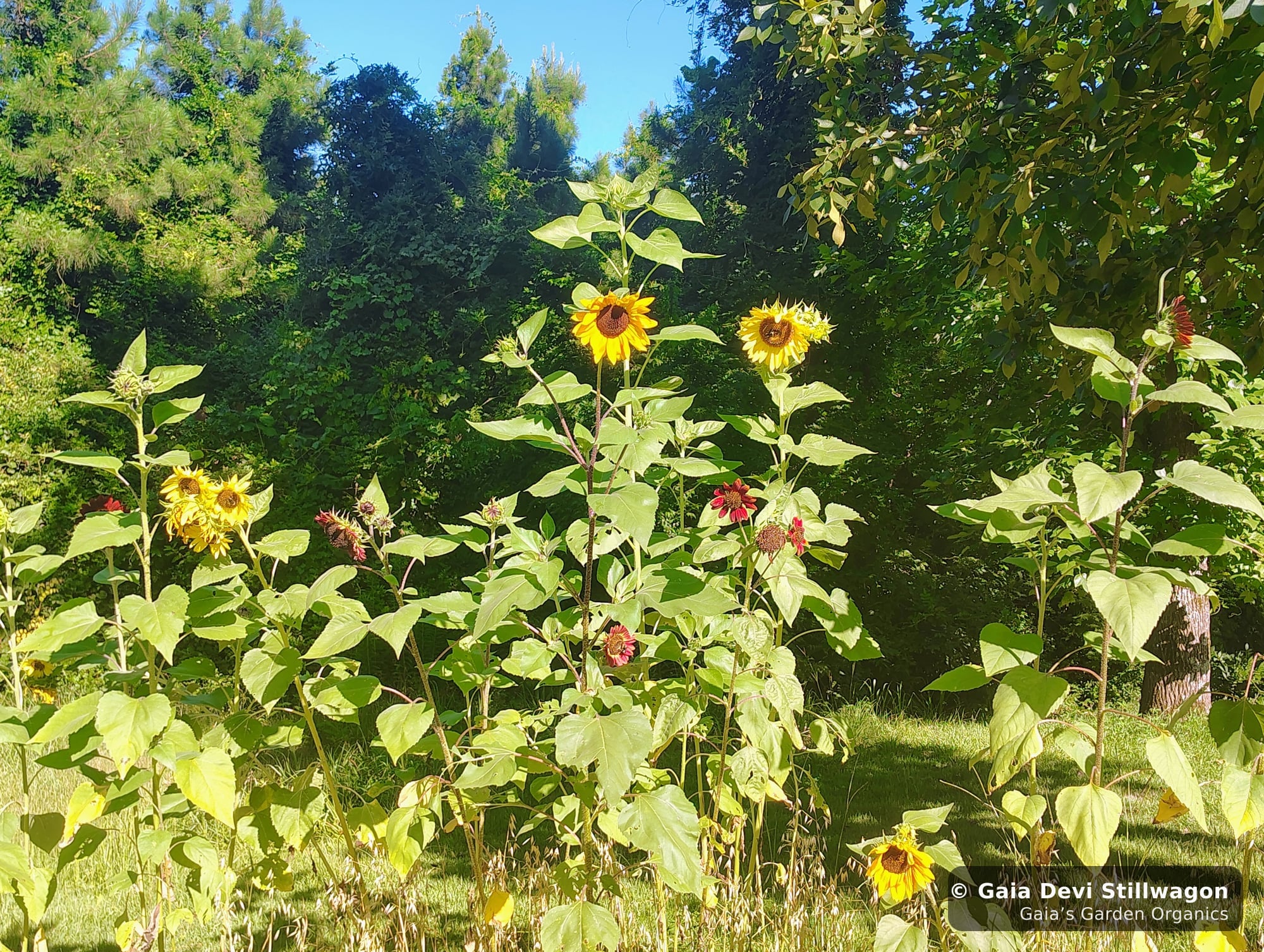 The medicinal herb garden at Gaia's Garden Organics, Umpire, Arkansas · Gaia Devi, clinical herbalist