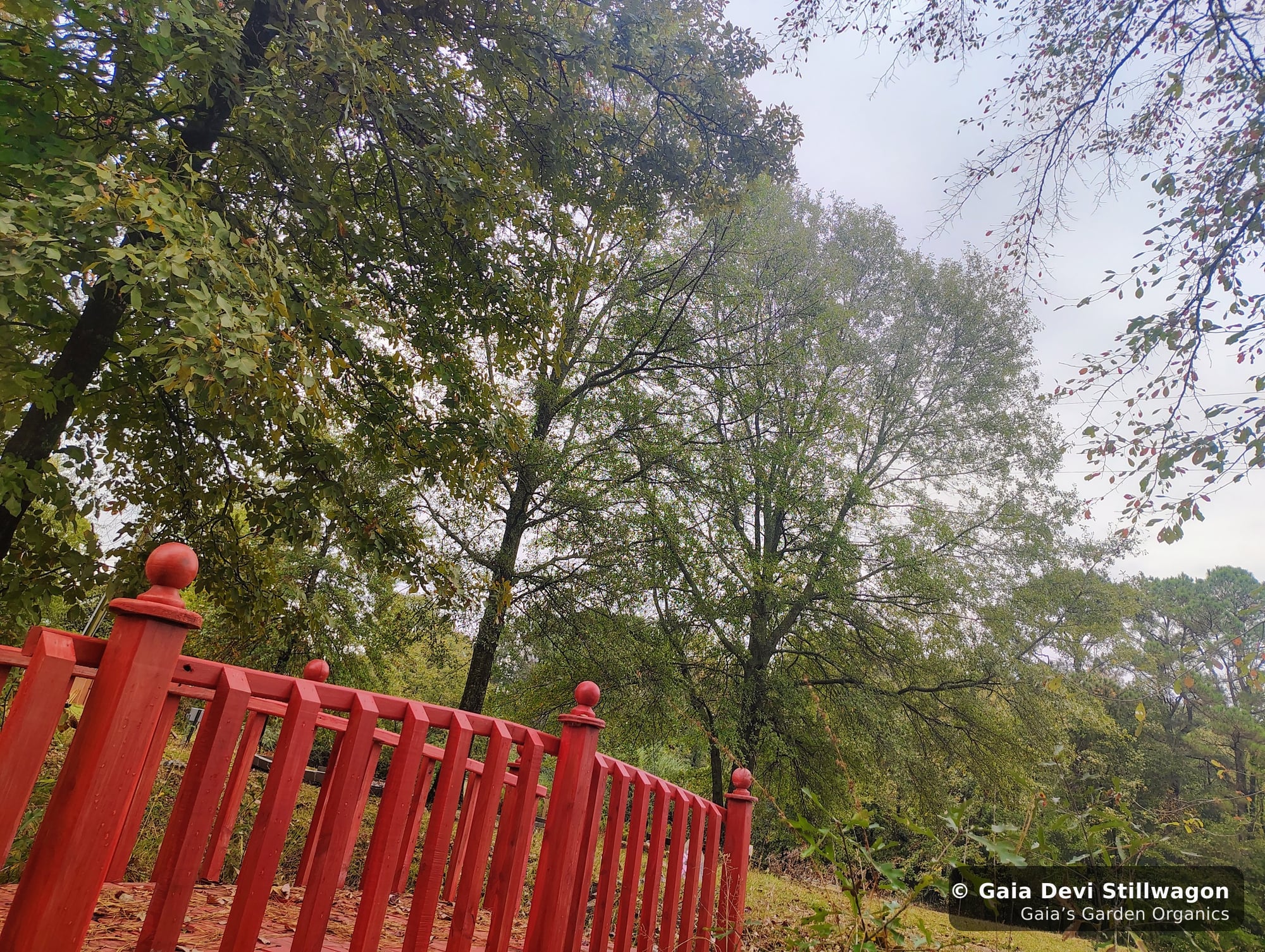 The medicinal herb garden at Gaia's Garden Organics, Umpire, Arkansas · Gaia Devi, clinical herbalist