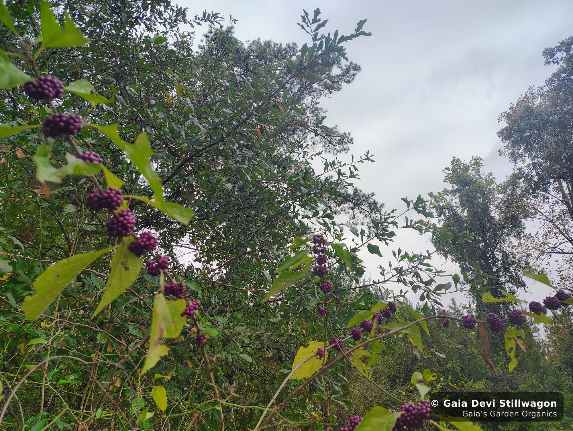 The medicinal herb garden at Gaia's Garden Organics, Umpire, Arkansas · Gaia Devi, clinical herbalist