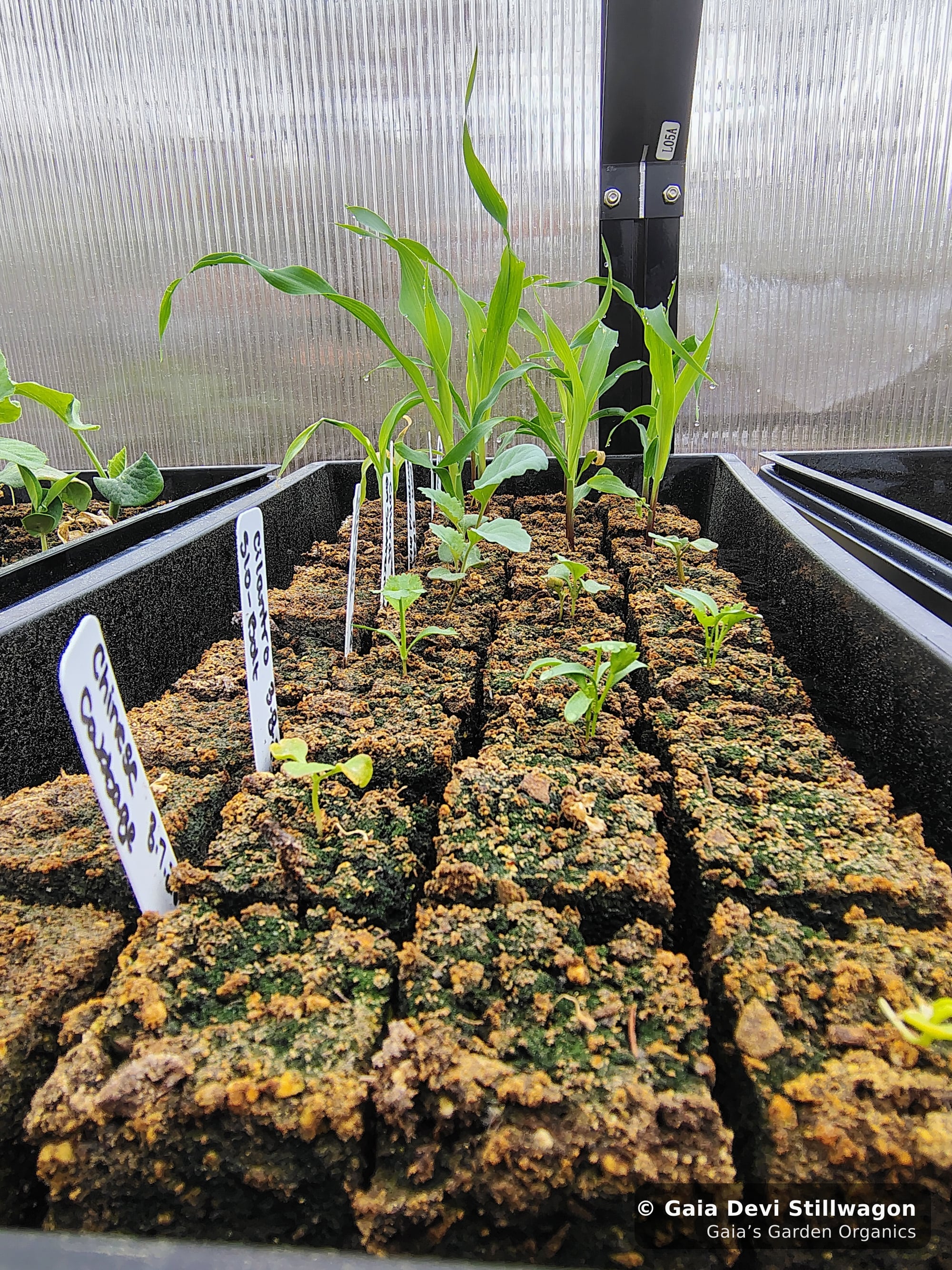 The medicinal herb garden at Gaia's Garden Organics, Umpire, Arkansas · Gaia Devi, clinical herbalist