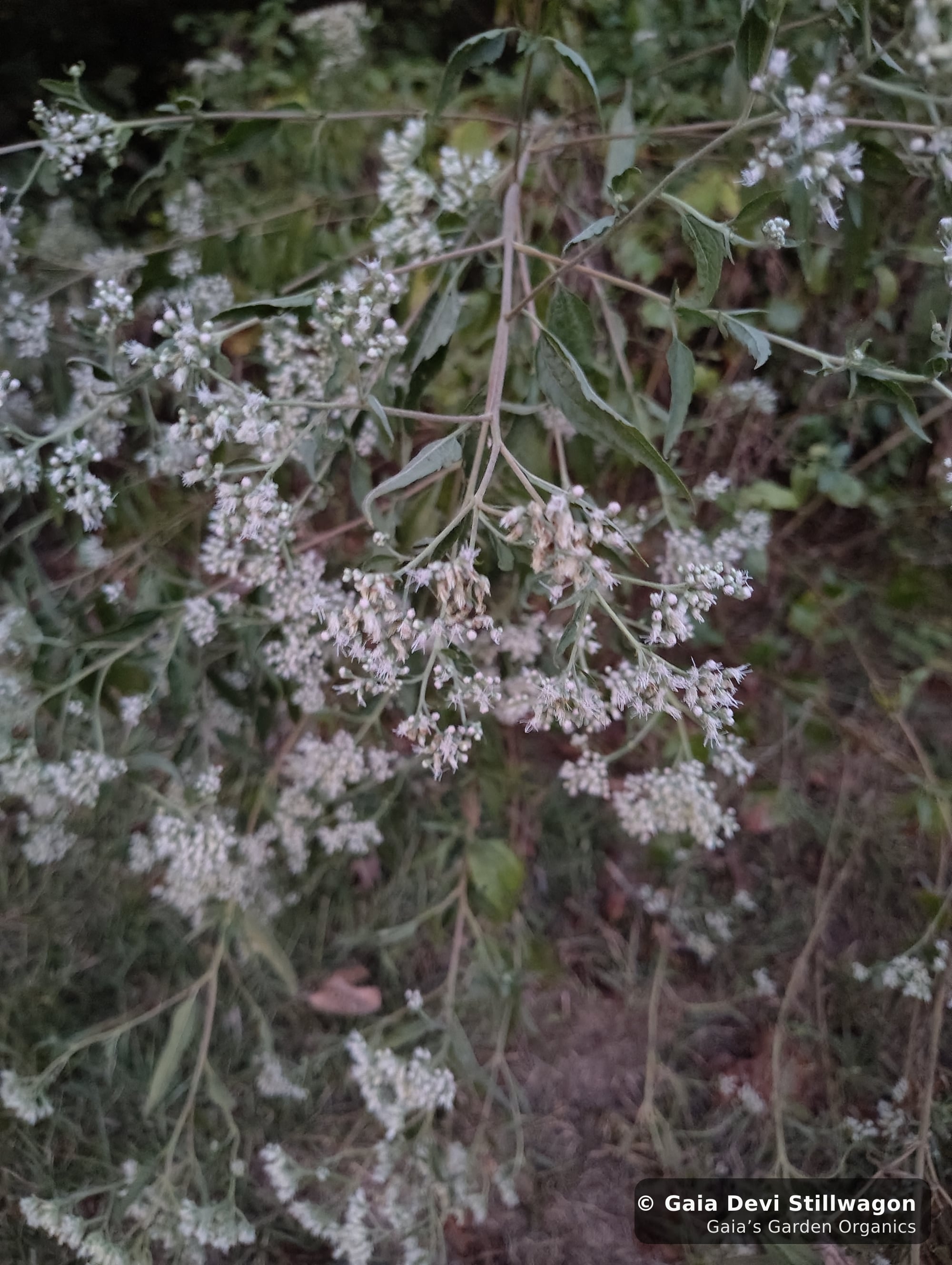 The medicinal herb garden at Gaia's Garden Organics, Umpire, Arkansas · Gaia Devi, clinical herbalist