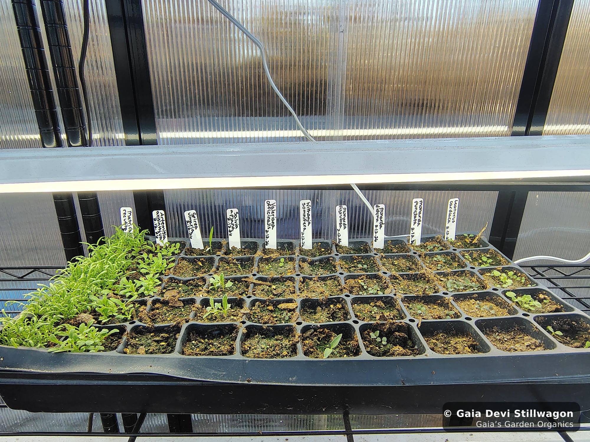 The medicinal herb garden at Gaia's Garden Organics, Umpire, Arkansas · Gaia Devi, clinical herbalist